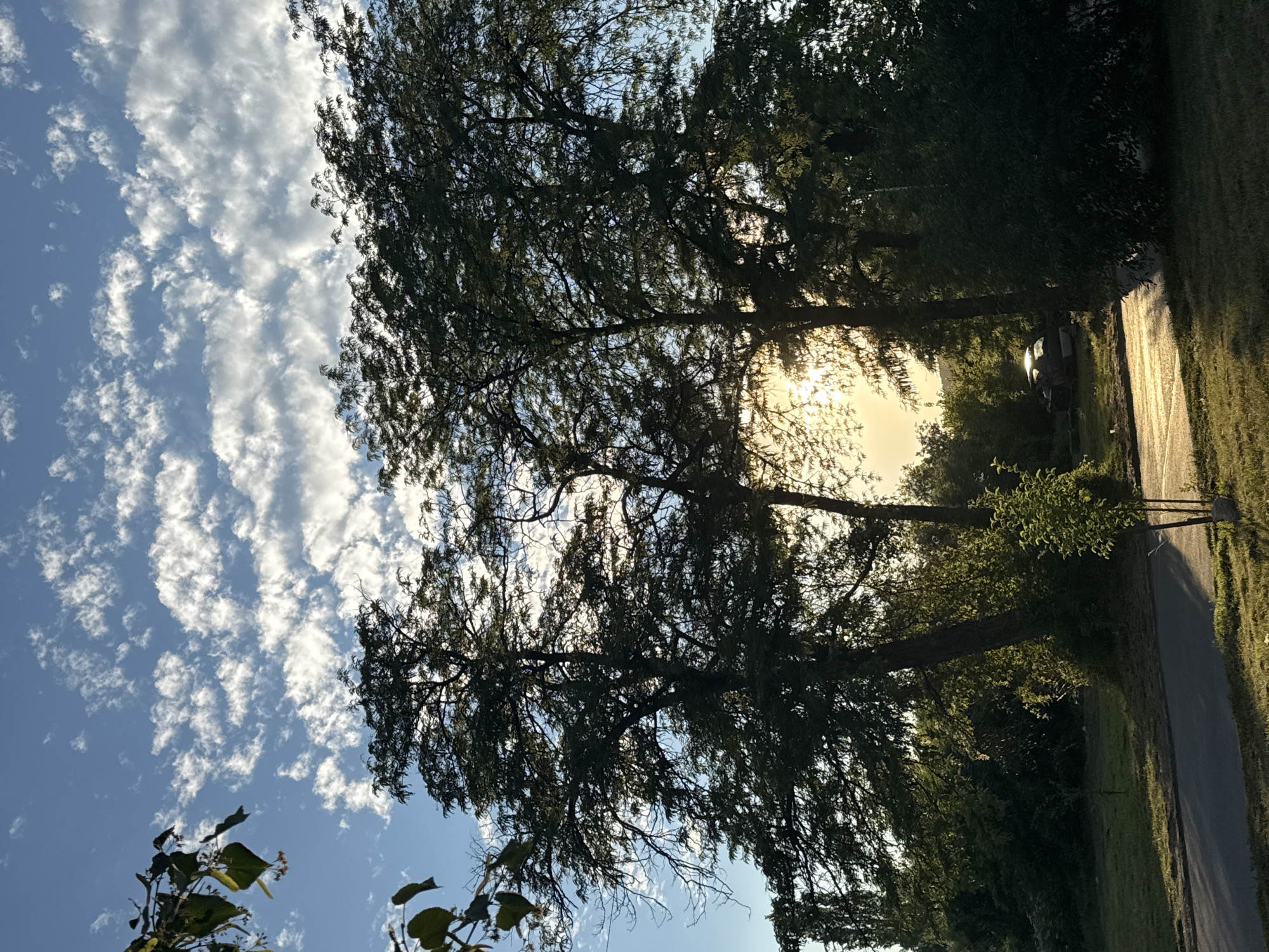 This image depicts a street scene in Pernik, Bulgaria, captured during the golden hour of sunset. The foreground features a paved road and a grassy area, with shadows cast by trees. In the mid-ground, several large trees with dense foliage dominate the scene, their branches silhouetted against the sky. The setting sun is visible behind the trees, creating a bright glow that illuminates the sky and dappled light on the ground. A dilapidated car, possibly a vintage model, is parked in the grassy area between the trees, reflecting the sunlight on its roof and windshield. The background consists of more greenery, suggesting a park or a residential area with ample vegetation. The sky is a clear blue, punctuated by scattered white cumulus clouds that are brightly lit by the setting sun. A few leaves and branches from a tree are visible in the upper left corner of the frame. The overall impression is one of a peaceful, late afternoon setting in an urban environment.