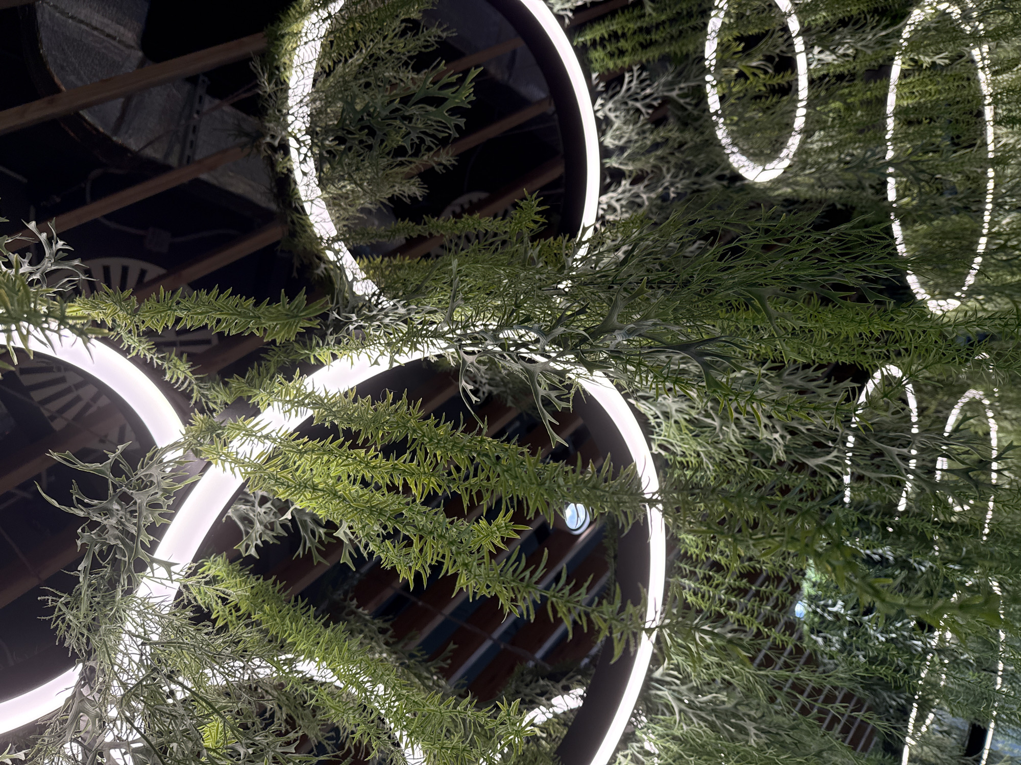 The image shows a view looking up at round LED light fixtures hanging from a dark ceiling. The light fixtures are surrounded by hanging green plants that appear to be artificial. The location is not discernible from the image.