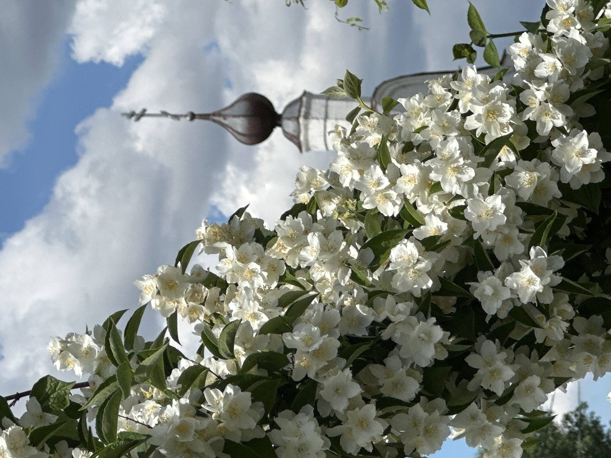 The image captures a cluster of blooming white jasmine flowers in the foreground, obscuring a portion of a distant building with a dark, onion-shaped dome topped with a cross, characteristic of Russian Orthodox churches. The sky above is partly cloudy with patches of blue. The building's architecture suggests it is part of a monastery or church complex, potentially located in the village of Ерино, Russia, which is known for its religious sites. The focus is on the delicate white blossoms against the backdrop of a cloudy sky and a religious structure. There are no people or animals visible in the image.