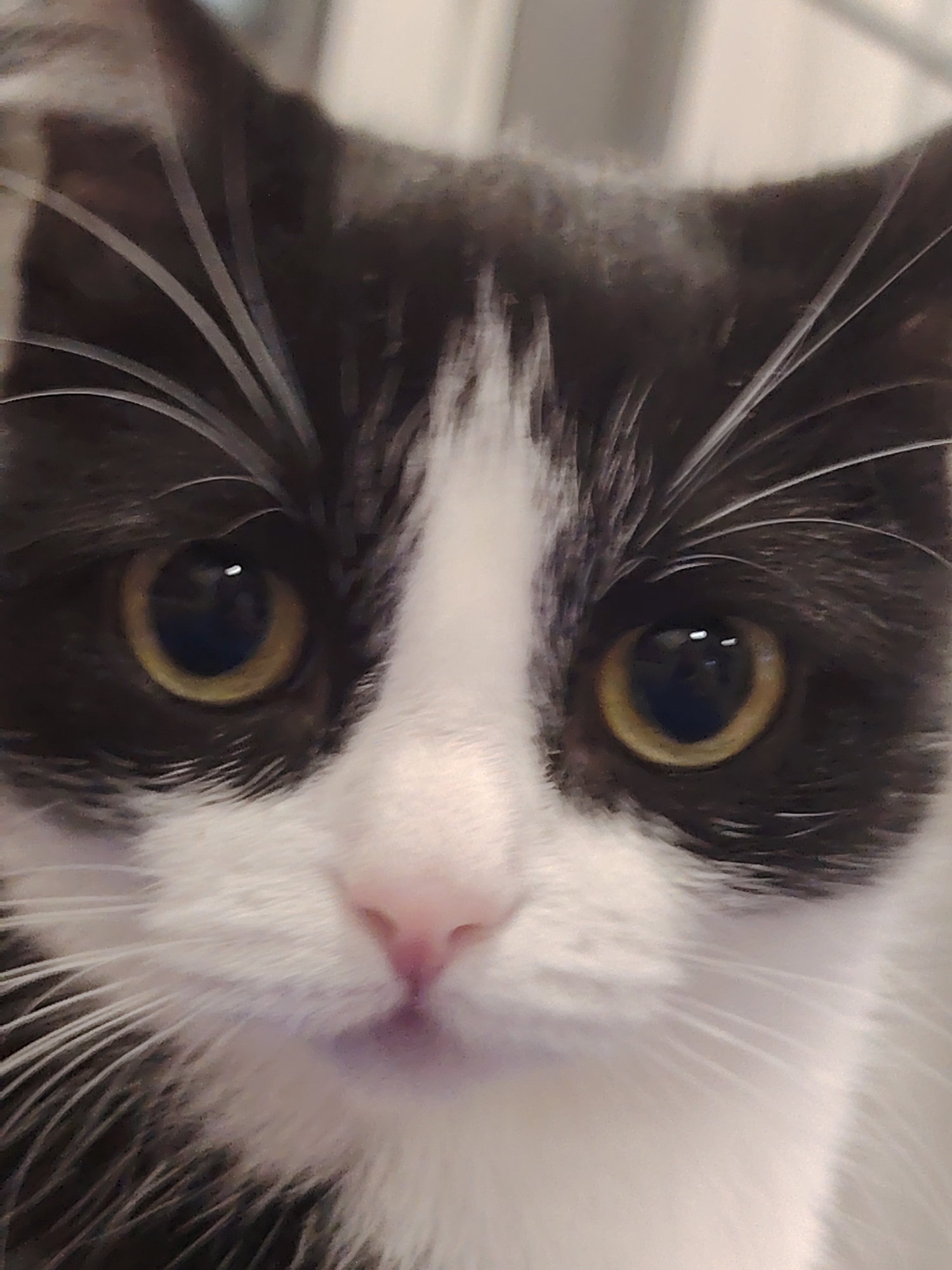 A close-up, head-on portrait features a domestic cat with distinctive black and white markings, centered in the frame. The cat's face is dominated by large, round eyes with dilated, dark pupils that reflect distinct points of light, and amber-yellow irises. A prominent white blaze runs vertically down the center of the face, contrasting with the dark grey-black fur on the top of the head, around the eyes, and on the sides of the muzzle. The nose is small, pink, and slightly out of focus. Numerous long, white whiskers extend outwards from both sides of the muzzle. The fur on the chin and lower part of the face is white. The background is severely blurred, presenting indistinct light and dark tones, indicating a shallow depth of field. The scene is located in the city of Unknown, Unknown.