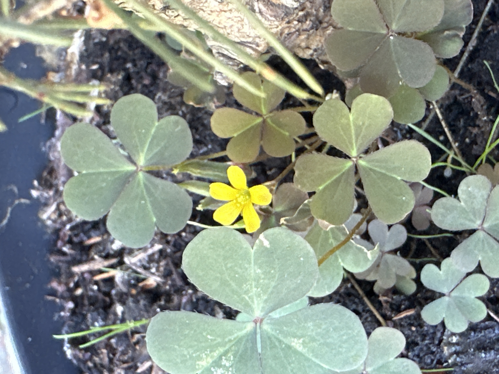 A close-up, high-angle shot shows a cluster of small, green plants with heart-shaped leaves, some of which are tinged with purple. One of the plants features a single, bright yellow flower with five petals. The plants are growing in dark soil, with a rough, textured surface visible in the background on the right. Thin, green grass-like blades are scattered amongst the plants. The image appears to be taken outdoors. This image is not geotagged and therefore its location in Krefeld, Germany cannot be determined.