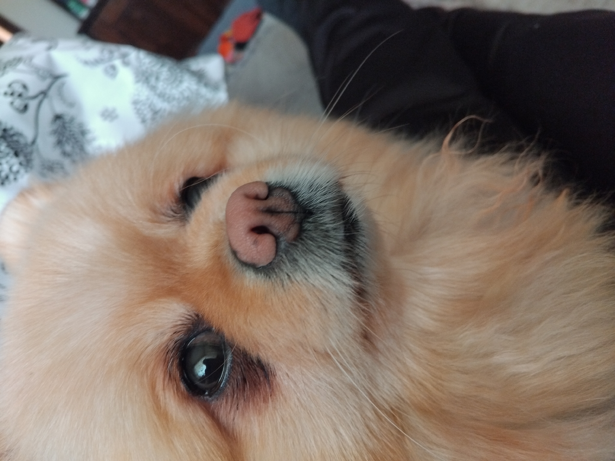 Close-up of a light orange Pomeranian dog's face, resting on a bed. The dog's nose is pink and wet. One eye is visible, reflecting light. Fluffy fur covers the dog's face. The bed is covered with a patterned white and gray sheet. Part of a black-clad person is visible in the top right corner. The location of Apriltsi, Bulgaria, is not apparent from the image.