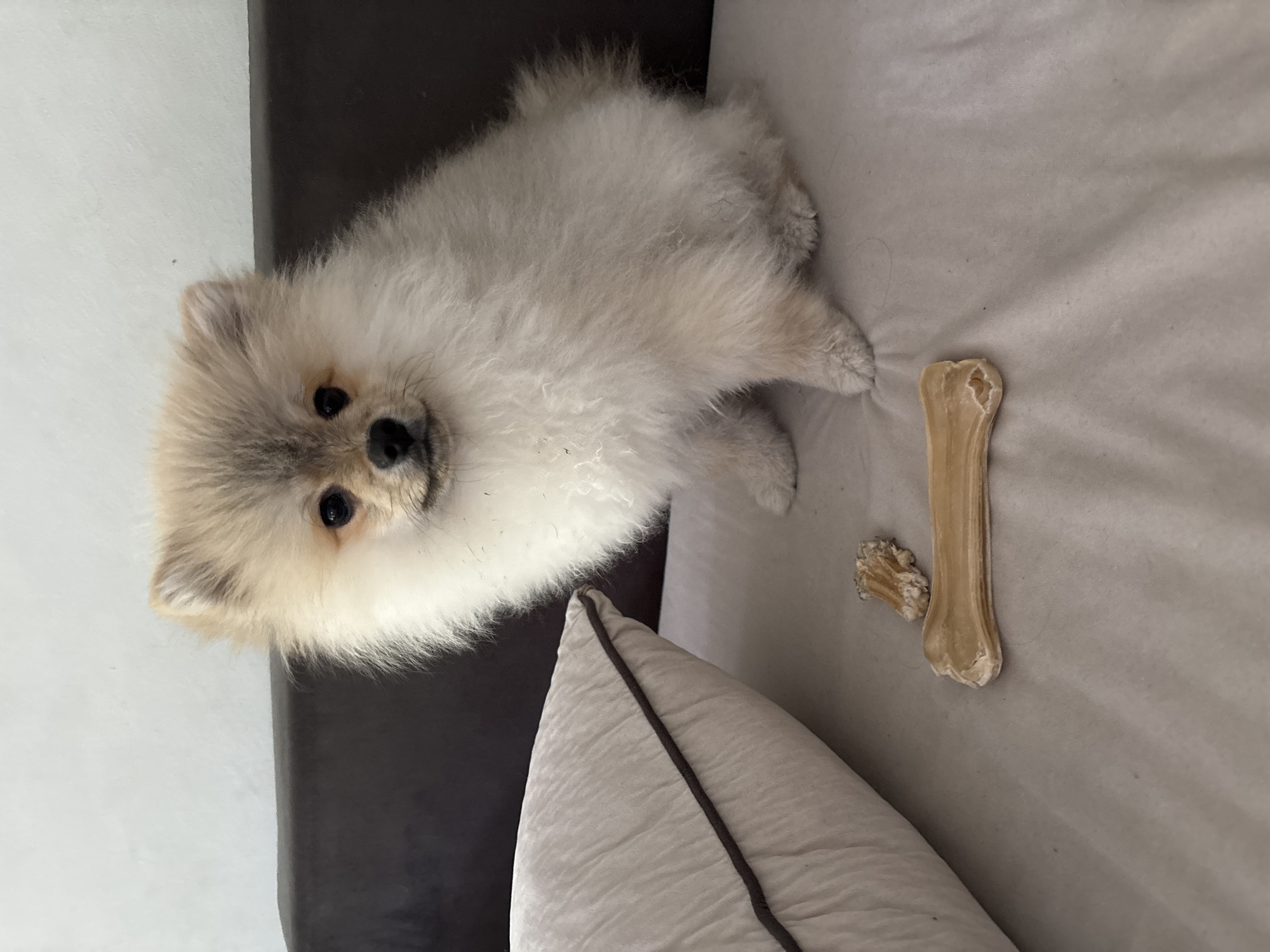 A Pomeranian dog is lying on a light grey sofa cushion next to a beige rawhide bone and a small chewed fragment of the same material. The cushion is trimmed with dark grey piping. The sofa has a dark brown armrest. The exact location within Plovdiv, Bulgaria, is not discernible from the image.