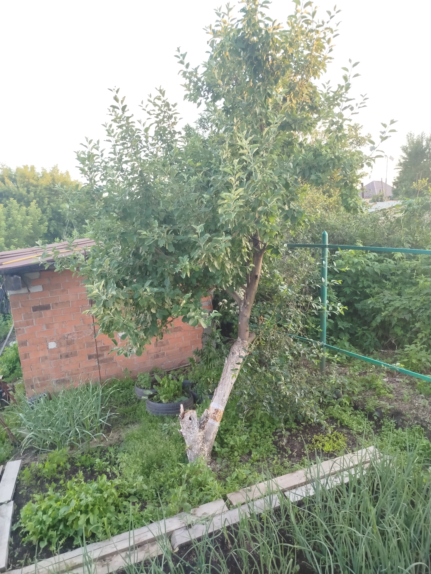 This is a medium-shot, vertical, outdoor photograph taken in a garden. The scene depicts a lush, overgrown garden with a central tree. To the left, a small brick shed with a corrugated metal roof is visible. Various green plants, including what appears to be onions and other leafy vegetables, are growing in beds bordered by wooden planks. In the background, dense foliage and trees create a natural barrier. A green metal fence with a single post runs through the middle ground, separating different sections of the garden. A discarded tire, possibly used as a planter, is visible near the shed. The light suggests it is late afternoon or early evening, with a soft glow on the leaves of the tree. The weather appears to be clear and mild. The overall impression is one of a well-tended but somewhat wild and natural garden setting, likely in a rural or suburban area, given the presence of the shed and garden beds. There are no visible people or text.