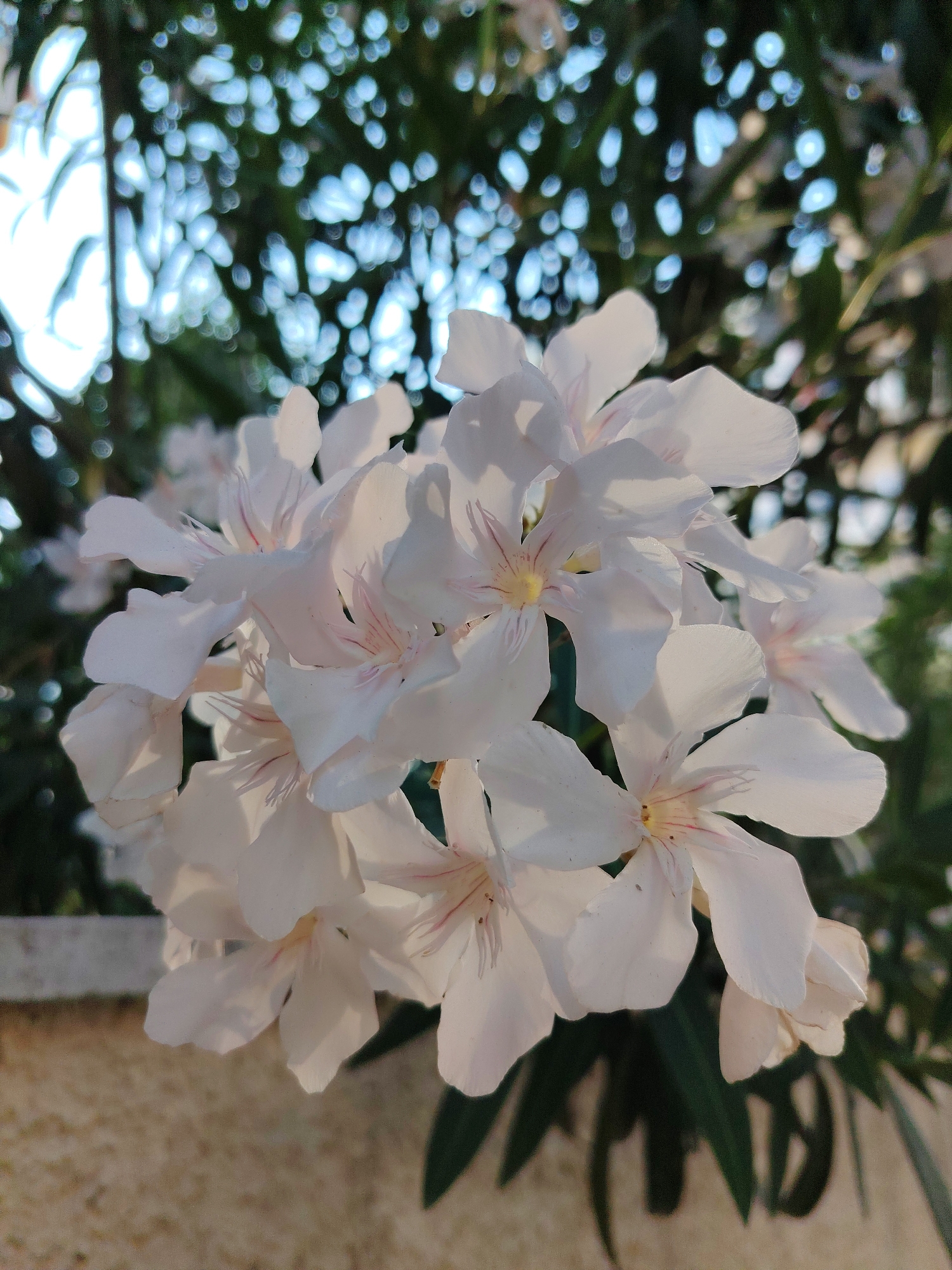 A cluster of white oleander flowers are in full bloom, filling the frame with their delicate petals. The flowers are tinged with soft pink lines radiating from their centers and are catching the warm glow of the setting sun. In the background, the bokeh effect blurs the surrounding green foliage and hints of the sky, creating a soft, dreamy atmosphere. A muted textured wall forms the lower part of the image, suggesting an outdoor setting. The scene evokes a sense of peace and natural beauty, typical of a warm evening in Konyaaltı, Turkey. No text is visible.