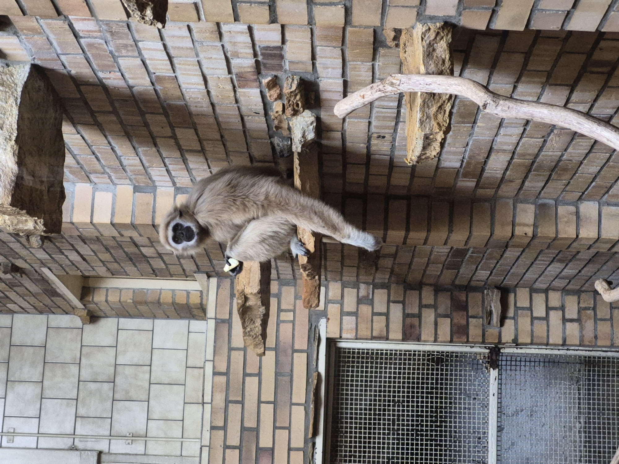 A light-colored gibbon sits on a narrow, rocky ledge attached to a brick wall. The gibbon is facing the viewer and holding a piece of yellow fruit in its right hand. The gibbon's fur is light brown, and its face is dark with a white ring around its eyes. It is wearing a white band around its right wrist. The brick wall is made of light brown and grey bricks. Behind the gibbon, another rocky ledge is visible. To the left of the gibbon, there is a metal grate on a window. The scene is indoors, possibly in a zoo or an enclosure. The overall lighting suggests it is daytime.