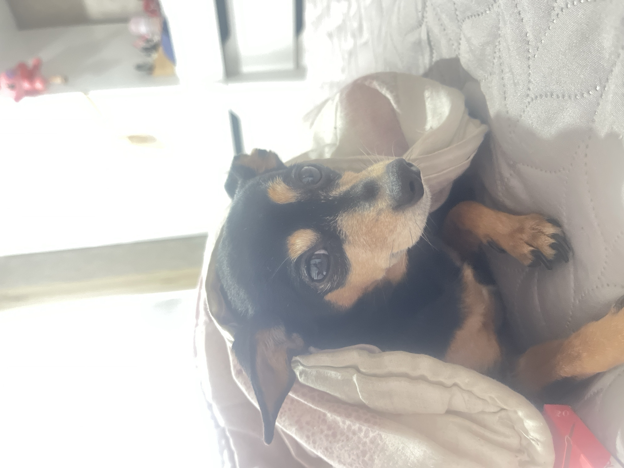 A black and tan miniature pinscher dog is lying on a white textured blanket, partially covered by a white cloth. The dog is facing upwards with its head tilted. In the background, out of focus, is a white shelf with blurred objects on it. The location cannot be determined from the image.
