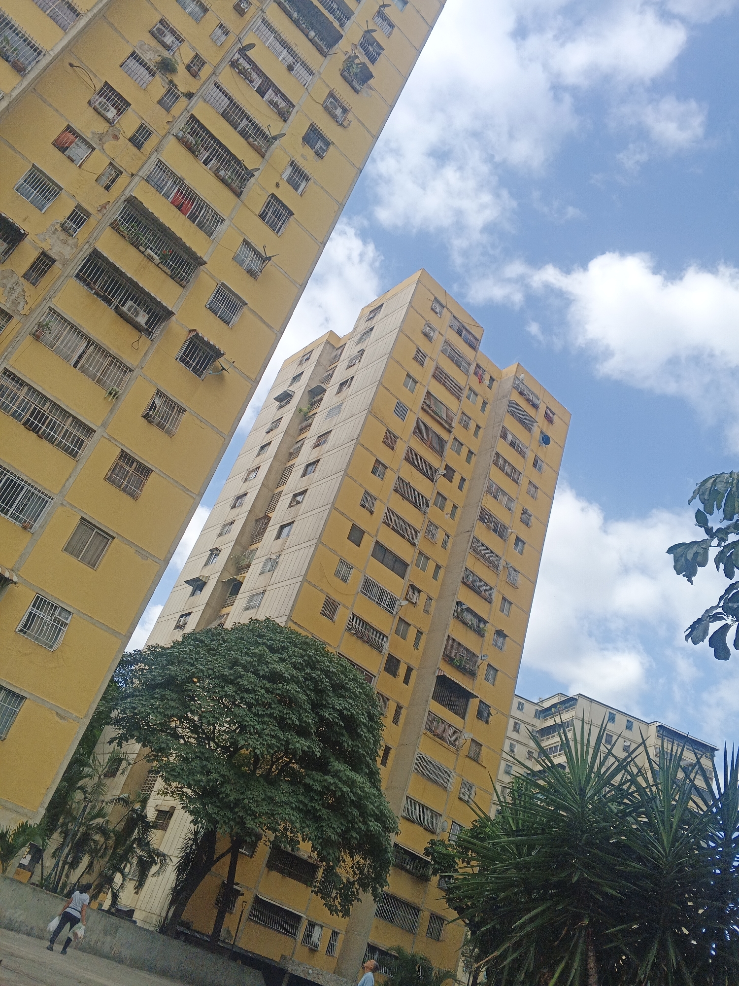 The image shows a street scene in Caracas, Venezuela, with a low-angle perspective featuring three yellow residential apartment buildings. The sky is partly cloudy. A mature leafy tree and several spiky green plants dominate the foreground. A woman in a grey shirt, dark pants, and carrying white bags walks along the sidewalk in the lower left corner. The buildings are characterized by numerous windows, some with security bars, and balconies. The scene suggests an urban environment with a mix of built structures and green spaces.