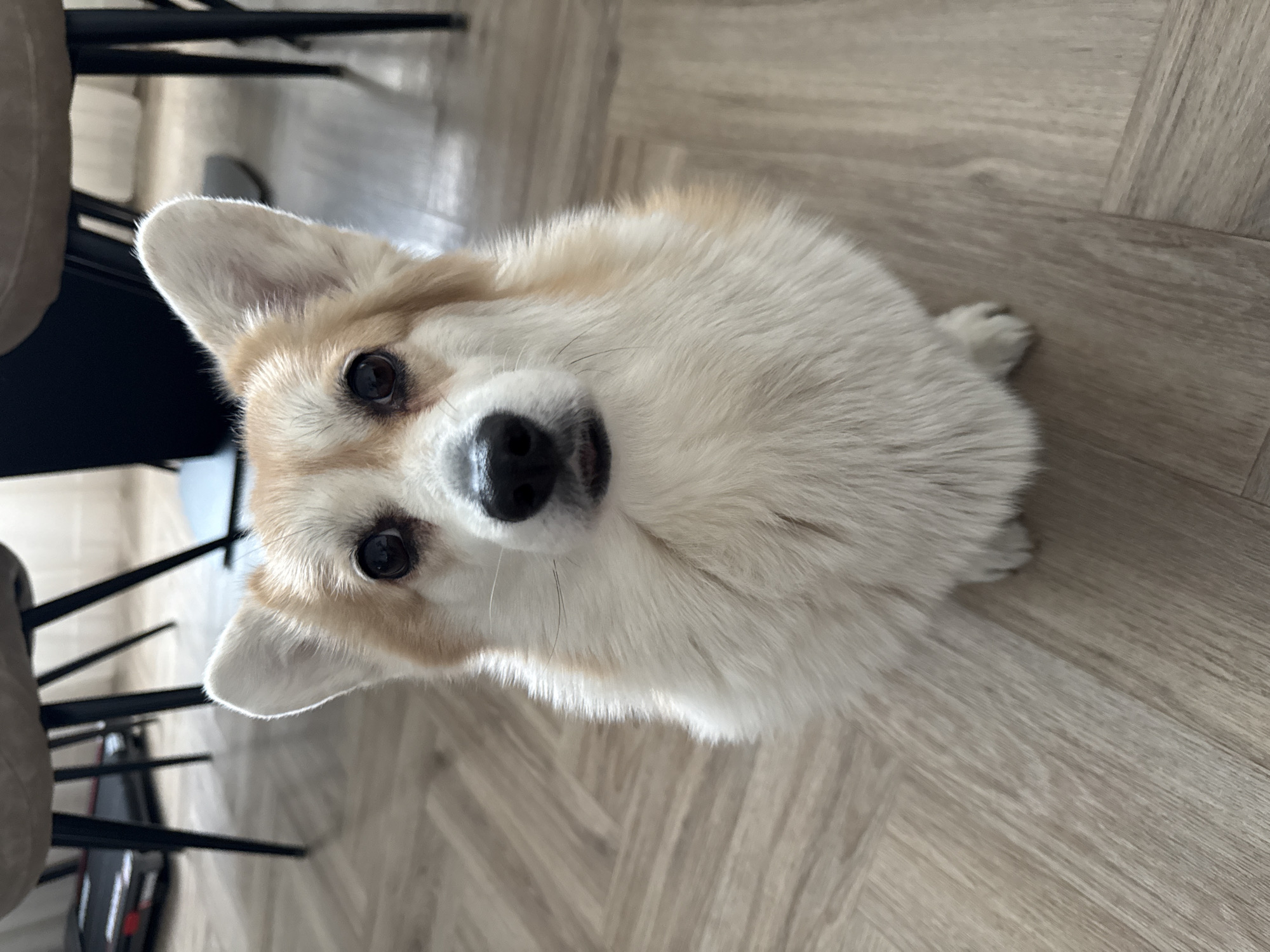 A Corgi dog is sitting on a light brown hardwood floor. The dog is facing upwards, looking at the camera. Parts of chairs are visible in the background. The location is unknown and cannot be determined from this image.