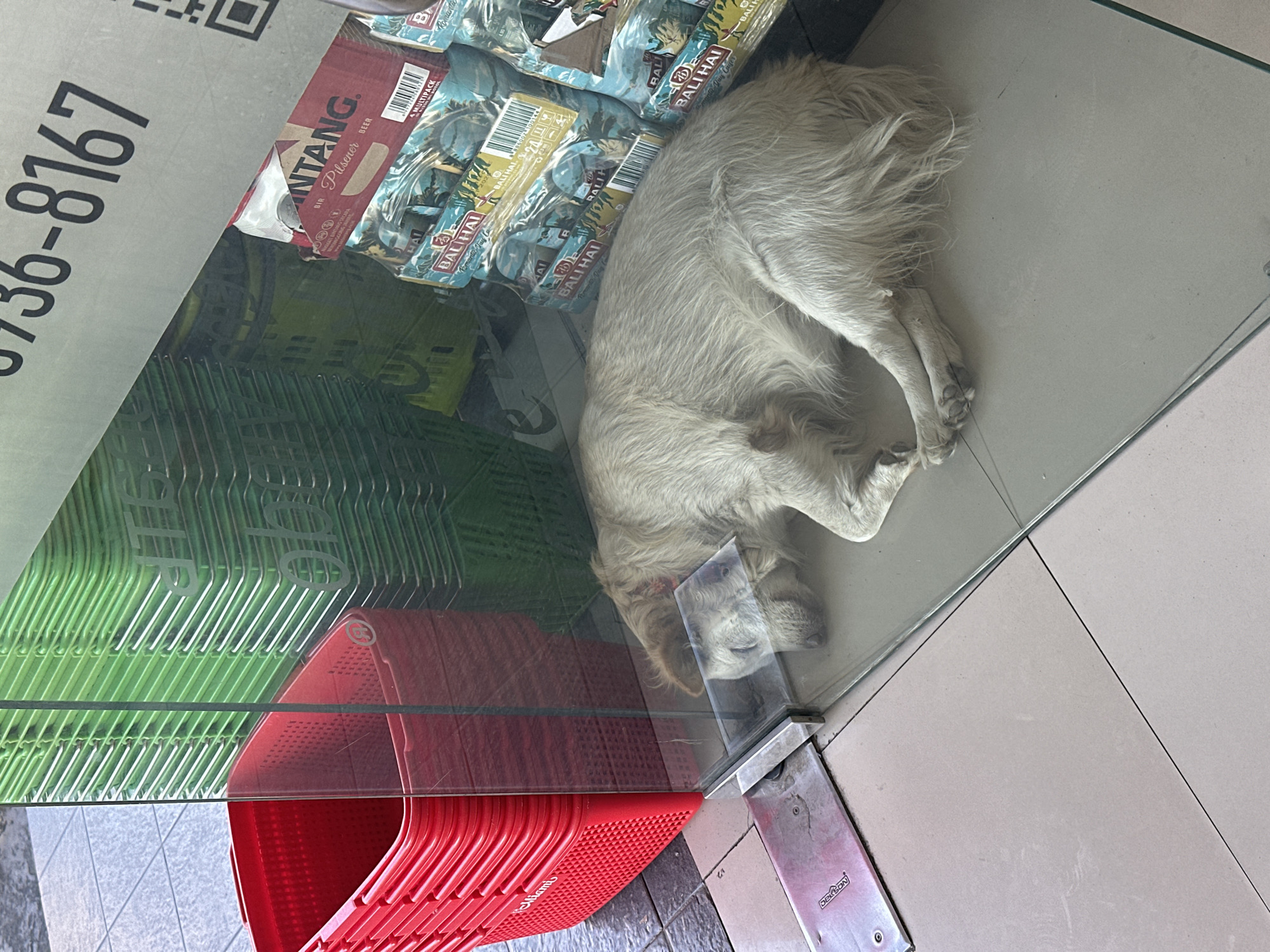 The image shows a dog sleeping next to a glass-enclosed display of beer and shopping baskets in a store or shop. The beer brands visible are Bintang and Bali Hai. A stack of green and red shopping baskets are beneath the beer, reflecting in the glass. A phone number on a sign is partially visible: -736-8167. The dog appears to be light-colored and medium-sized, curled up near the glass. The background suggests an urban environment, with tiled flooring visible outside the glass case. The location appears to be North Kuta, Indonesia based on the brands present.