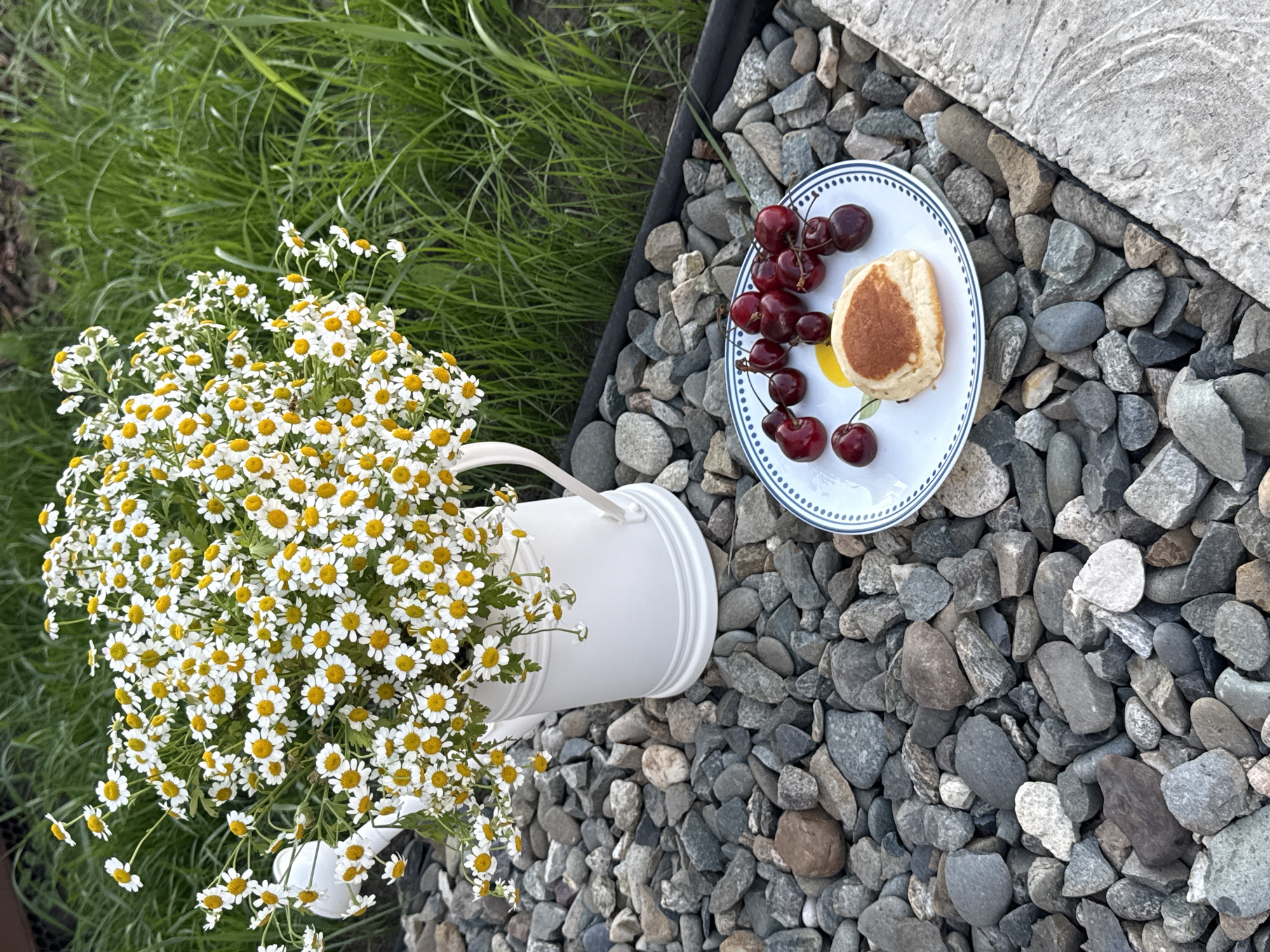 A close-up, eye-level shot captures a white pitcher filled with an abundant arrangement of small white daisies with yellow centers. The pitcher sits on a bed of grey and brown river stones. To the right of the pitcher, a white plate with a blue rim displays several ripe red cherries and a single pancake topped with a light brown substance. The background consists of lush green grass. The scene is situated outdoors, likely in a garden or yard, with no people or animals visible. The lighting suggests it may be late afternoon or early evening. The overall impression is one of a simple, natural, and peaceful outdoor setting. Based on available information, this scene is consistent with the rural environment of Starokorsunskaya, Russia, which is characterized by abundant green spaces and a natural landscape.