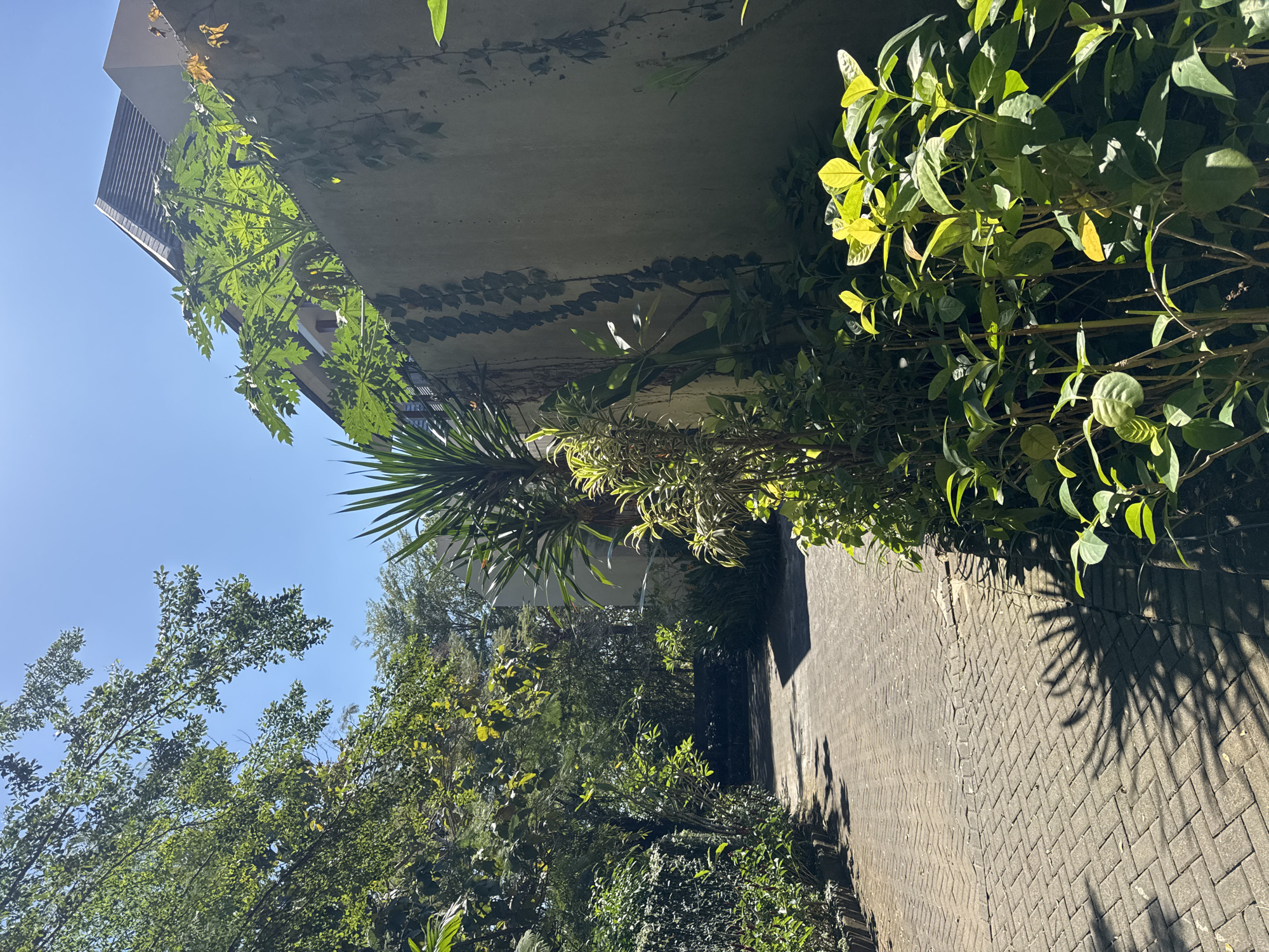 This image displays an outdoor paved pathway in Kuta Selatan, Indonesia, under bright sunlight and a clear blue sky. The pathway is constructed from interlocking light-brown bricks arranged in a herringbone pattern, extending into the mid-ground and curving gently to the left before being obscured by dense green foliage. Along the left side of the path, a continuous hedge of various green plants forms a boundary. On the right, a diverse collection of green shrubs and plants lines the path; some leaves are intensely illuminated by direct sunlight, casting distinct shadows. A tall plant featuring spiky, sword-like leaves, consistent with a Yucca species, is prominent on the right, casting a radiating shadow onto the pathway. Behind these plants, a plain concrete wall runs parallel to the path, partially covered by climbing vines. Above this wall, a large plant with deeply lobed, palmate leaves, consistent with a papaya tree, is visible. A section of a building with a dark, sloped tiled roof is also visible in the upper right, situated behind the wall and foliage. No individuals or animals are present in the scene.