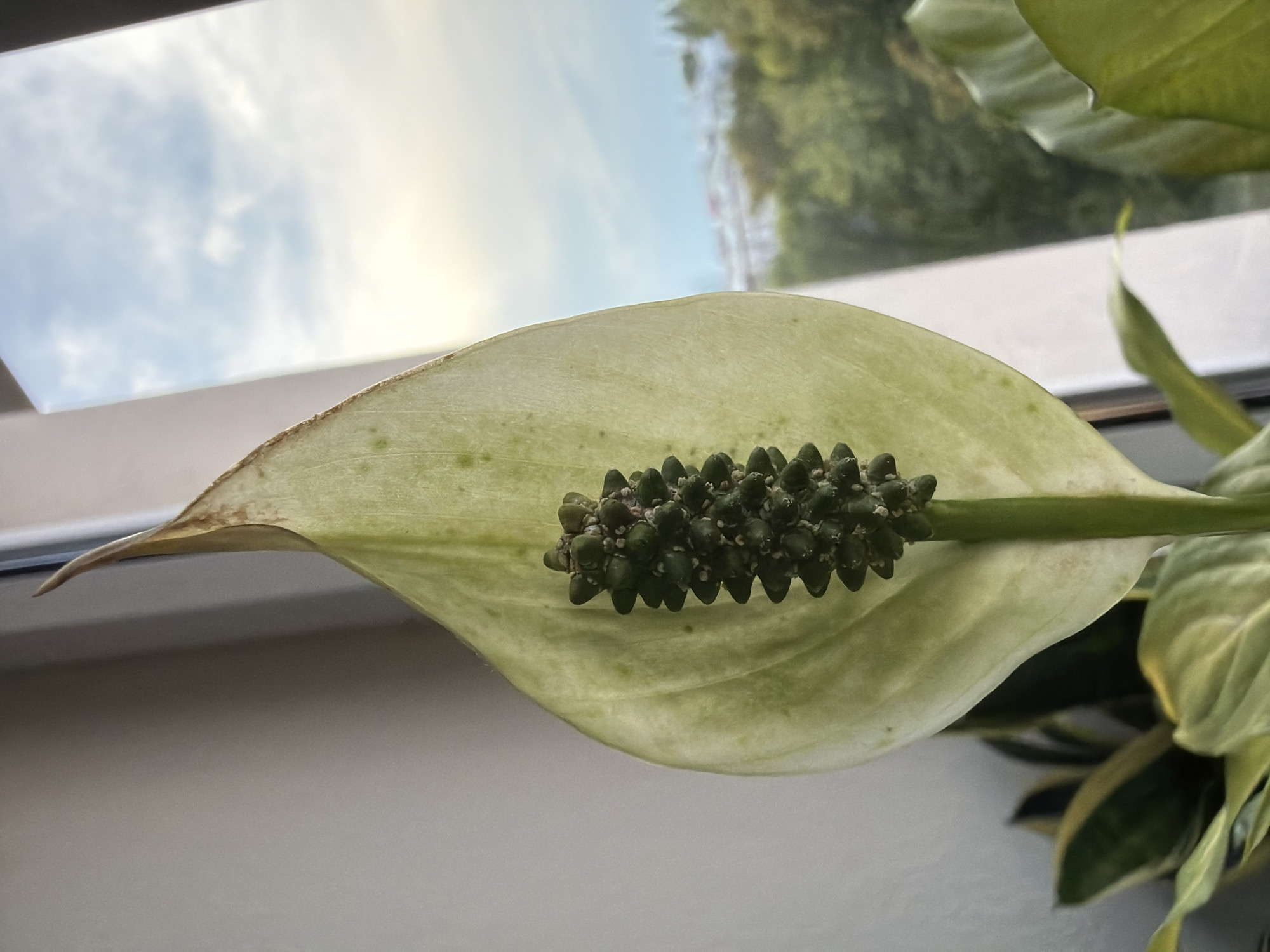 A close-up, eye-level, vertical shot showcases a pale green peace lily flower with a dark green spadix. The flower's spathe, which is leaf-like and surrounds the spadix, is slightly curled and tinged with brown at the tip. The spadix is elongated and covered in small, dark green bumps. The plant is positioned in front of a window with a light-colored wall to the left and a view of the sky and trees outside to the right. Other green leaves of the peace lily and possibly another plant are visible in the foreground. The scene is indoors, near a window.