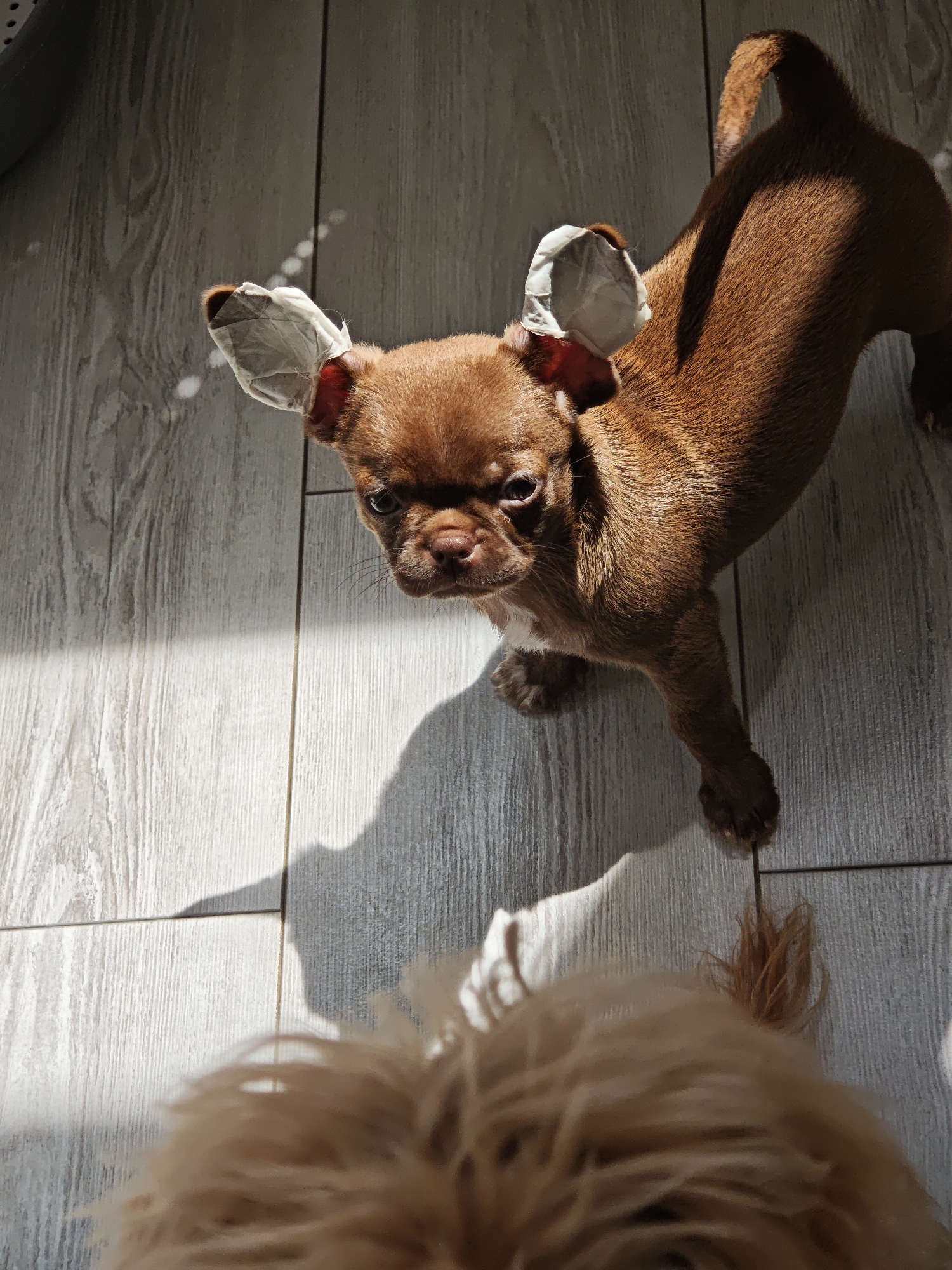In this high-angle shot, a small, tan Chihuahua puppy with tape wrapped around its ears stands on a light-colored wooden floor. The puppy is facing the camera with a slightly wary expression, its dark eyes looking forward. The tape on its ears appears to be for medical or grooming purposes, giving the puppy a unique appearance. Sunlight streams in from the left side of the frame, casting long shadows across the floor and highlighting the texture of the wood.
In the foreground, the back of another dog's head is visible, its fur a light blonde color and slightly out of focus. This suggests the Chihuahua puppy is interacting with or being observed by another dog. The overall lighting and shadows indicate it is daytime, likely morning or afternoon, with bright sunlight. The setting appears to be indoors, given the flooring and the controlled lighting. No text is visible in the image. The scene is simple, focusing on the two dogs and the light play on the floor, evoking a sense of domestic life and pet companionship.
