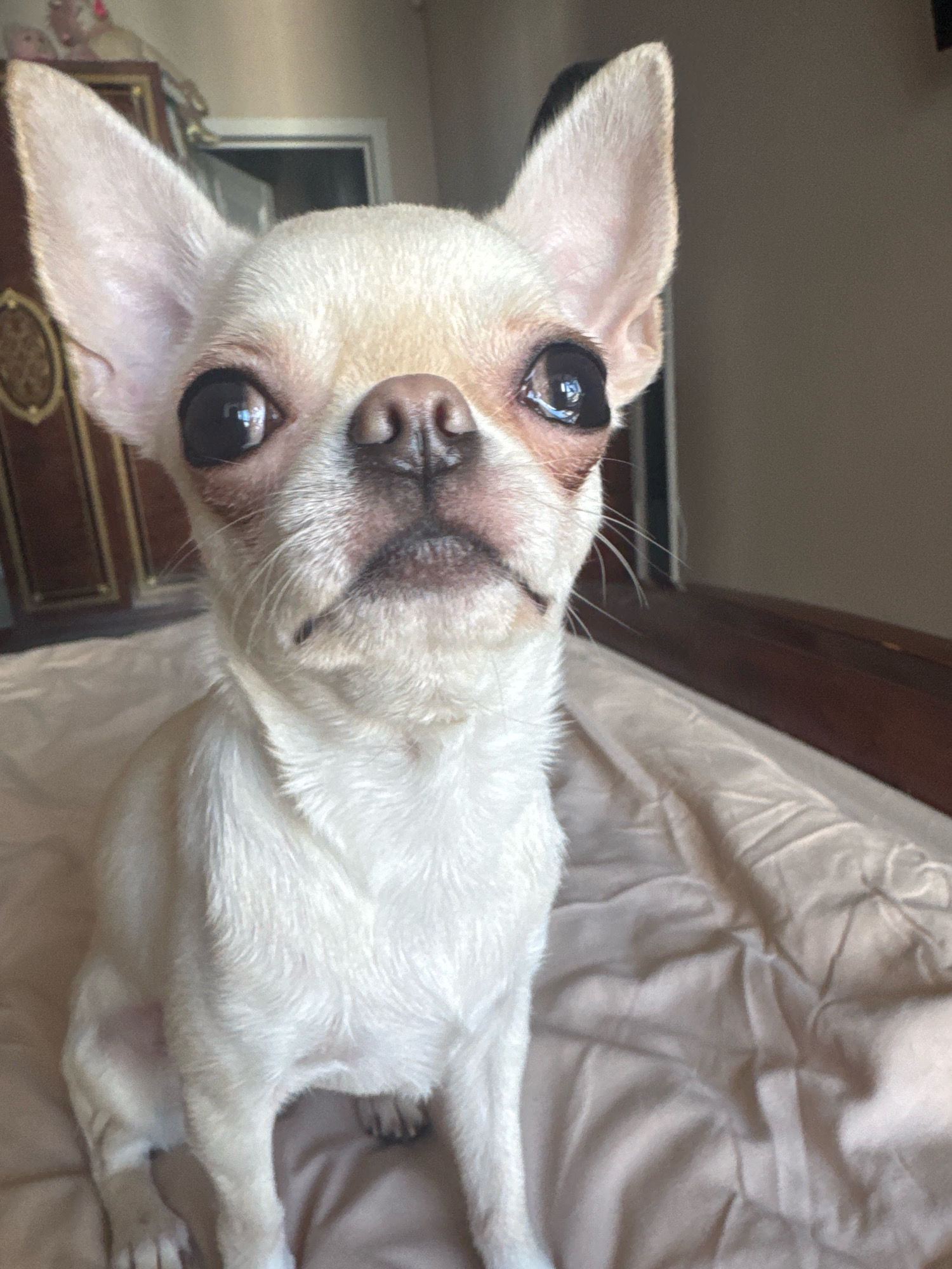 The image shows a close-up, head-on, eye-level shot of a cream-colored Chihuahua dog sitting on a light-colored, possibly linen, surface that appears to be a bed or sofa. The dog's large, dark eyes are prominent, with reflections visible in them. Its ears are large and pointed. The dog's muzzle is short, and it has a light-colored nose and a slightly downturned mouth. The background is blurred, but appears to be an indoor setting, possibly a bedroom. A dark wooden piece of furniture with ornate detailing is visible on the left side of the frame. The lighting suggests it may be daytime, with light coming from the side. There is no indication of the location being in the city of Novosibirsk, Russia.