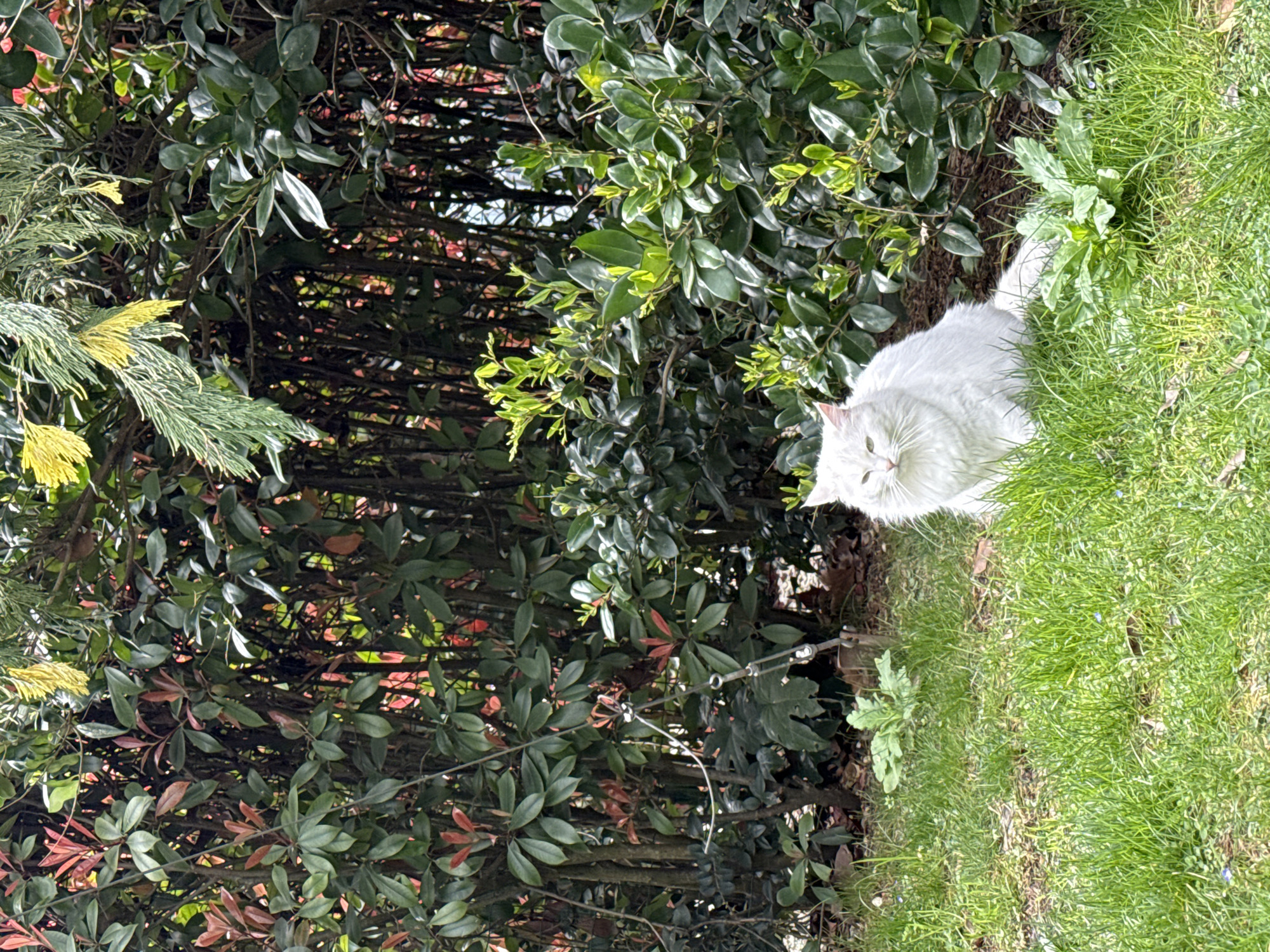 In the city of Sochi, Russia, an outdoor daytime scene features a long-haired white cat seated on green grass. The cat is positioned in the lower right quadrant of the image, facing slightly left with its head turned towards the viewer. Its fur is dense and appears clean, and its eyes are light in color.
The foreground consists of mixed green grass, interspersed with patches of visible soil and several small herbaceous plants.
Behind the cat, a dense arrangement of foliage forms the background. This vegetation comprises various types of bushes and shrubs, predominantly dark green broadleaf plants, some exhibiting new growth with reddish leaves. A branch with light green and yellow-tipped needles extends from the upper part of the background, partially over the other foliage. A thin metallic wire or support structure is discernible vertically in the mid-left area of the background, integrated within the dense shrubbery. The overall lighting suggests daylight conditions.