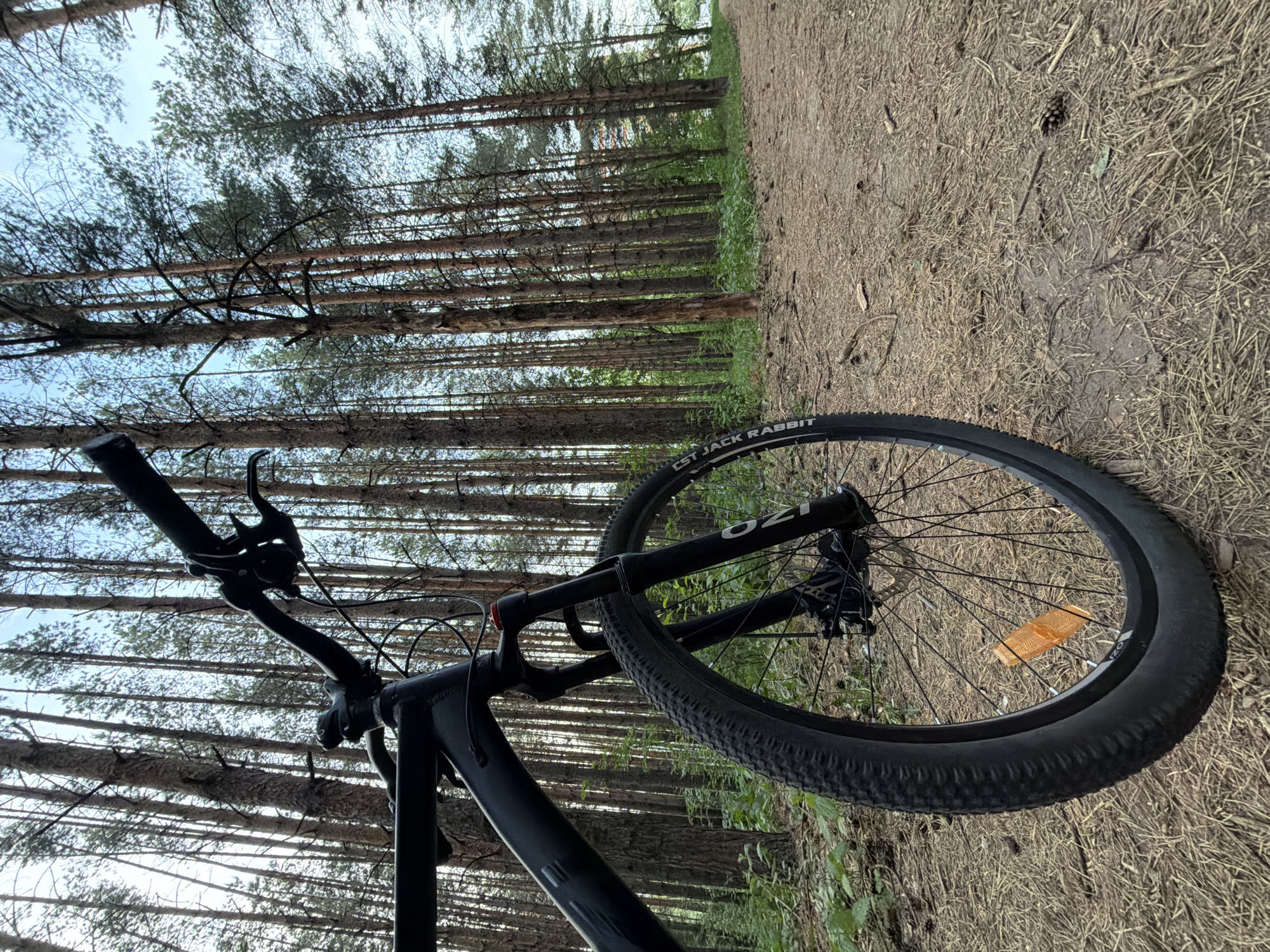 The image shows a bicycle lying on its side in a forest setting. The bicycle is black and has a CST Jack Rabbit tire on the front wheel. The forest consists of tall, thin trees with sparse foliage, possibly pine trees. The ground is covered in dried pine needles and some green vegetation. The image is taken from a low angle, looking upwards at the trees. The location is possibly a forest area near the city of Chaikovsky, Russia, as requested, although this cannot be determined definitively from the image itself.
