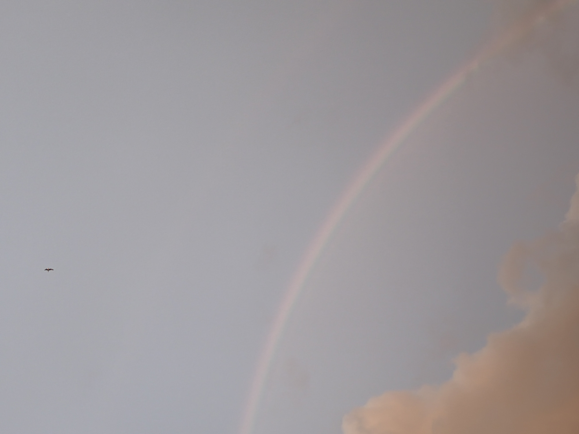 A subtle rainbow arcs across a soft gray sky in Izhevsk, Russia. The rainbow is faint, with pastel hues of pink and yellow visible against the overcast backdrop. To the left of the frame, a lone bird with outstretched wings soars through the sky, appearing as a small, dark silhouette. In the lower right corner, the edge of a large, fluffy cloud is visible, illuminated with a warm, peachy light, suggesting the sun may be setting or has recently set. The overall mood is peaceful and serene, capturing a quiet moment in the sky. There is no visible text in the image.