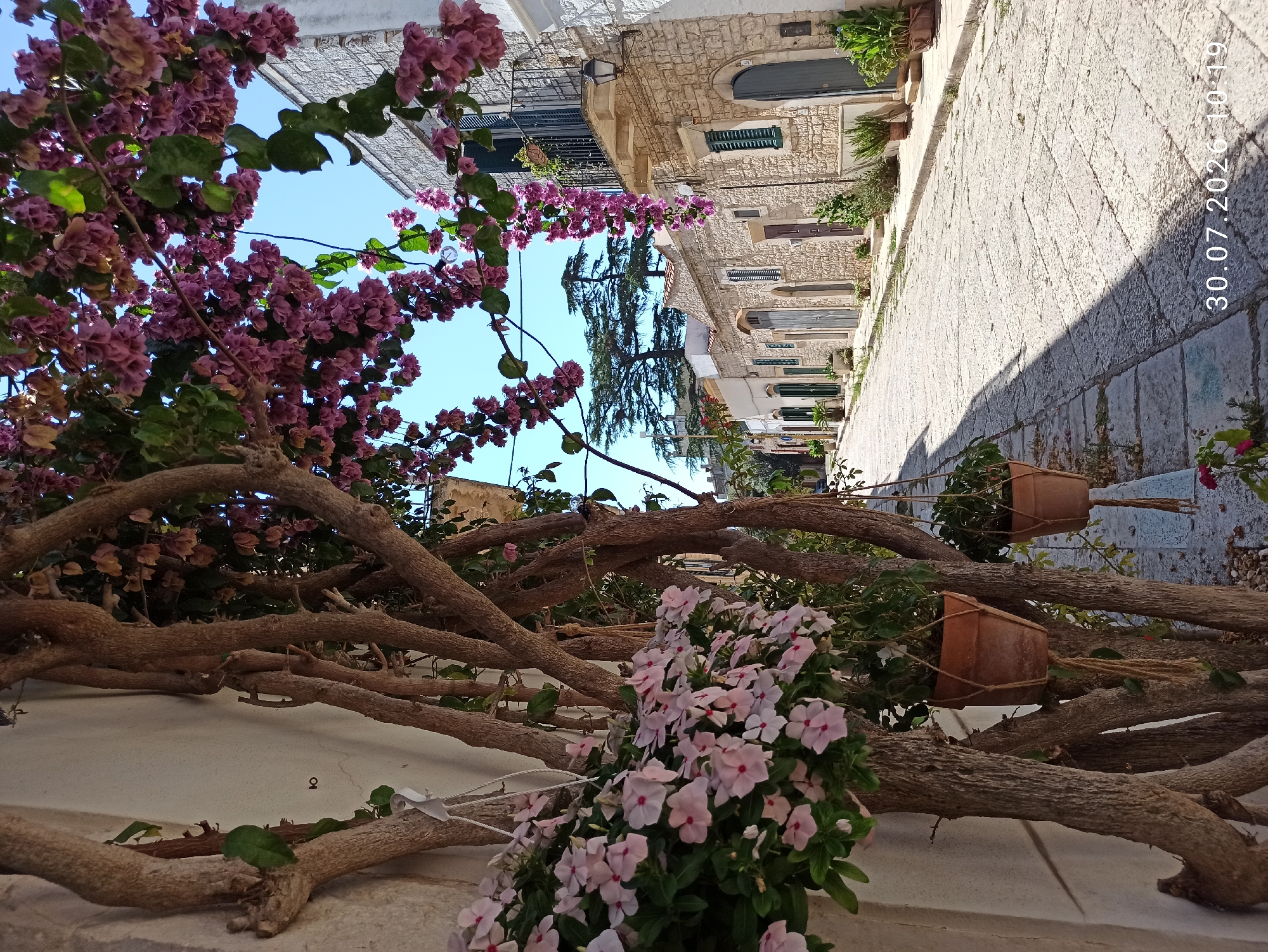 This image depicts a narrow, stone-paved street in Terlizzi, Italy, lined with traditional stone buildings. In the foreground, a thick, gnarled tree trunk with branches is laden with blooming pink flowers and hanging baskets of pink flowers. To the right, the street curves gently uphill, with more stone houses on either side. These houses feature arched doorways, green shutters, and wrought-iron balconies. The architecture suggests a historic Italian setting. The sky is a clear blue, and the scene is bathed in bright sunlight, casting sharp shadows on the pavement. The overall impression is one of a charming, picturesque Italian town. The timestamp at the bottom right indicates the photo was taken on July 30, 2020, at 10:19.