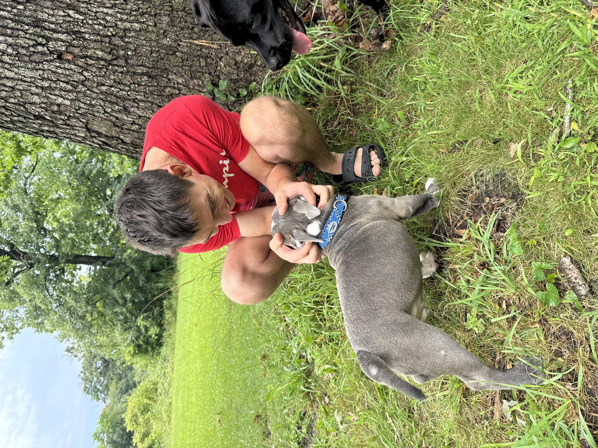 A young person wearing a red t-shirt and black sandals is crouching in a grassy outdoor area next to a large tree. The person is interacting with a small grey dog with a blue collar. To the right of the person, a large black dog with its tongue hanging out is partially visible. The environment appears to be a park or yard with green grass and trees in the background. The sky is overcast. The location is likely within the city of Wheeling, United States of America, although specific landmarks are not present to confirm this.