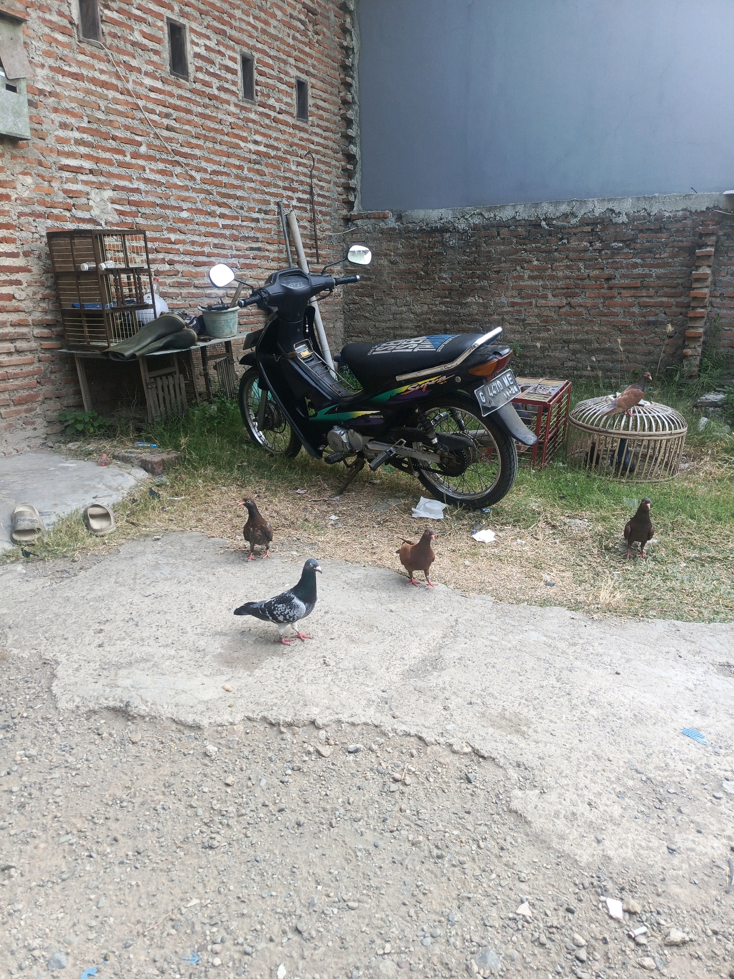 The image depicts an outdoor scene in Tegal, Indonesia, likely a residential area or a yard. A black motorcycle is parked next to a brick wall. In the foreground, several pigeons are scattered on a concrete surface and a patch of dry grass. To the left of the motorcycle, there are bird cages and some green rubber boots on a wooden stand. A grey wall forms the background. The ground is a mixture of concrete and gravel.