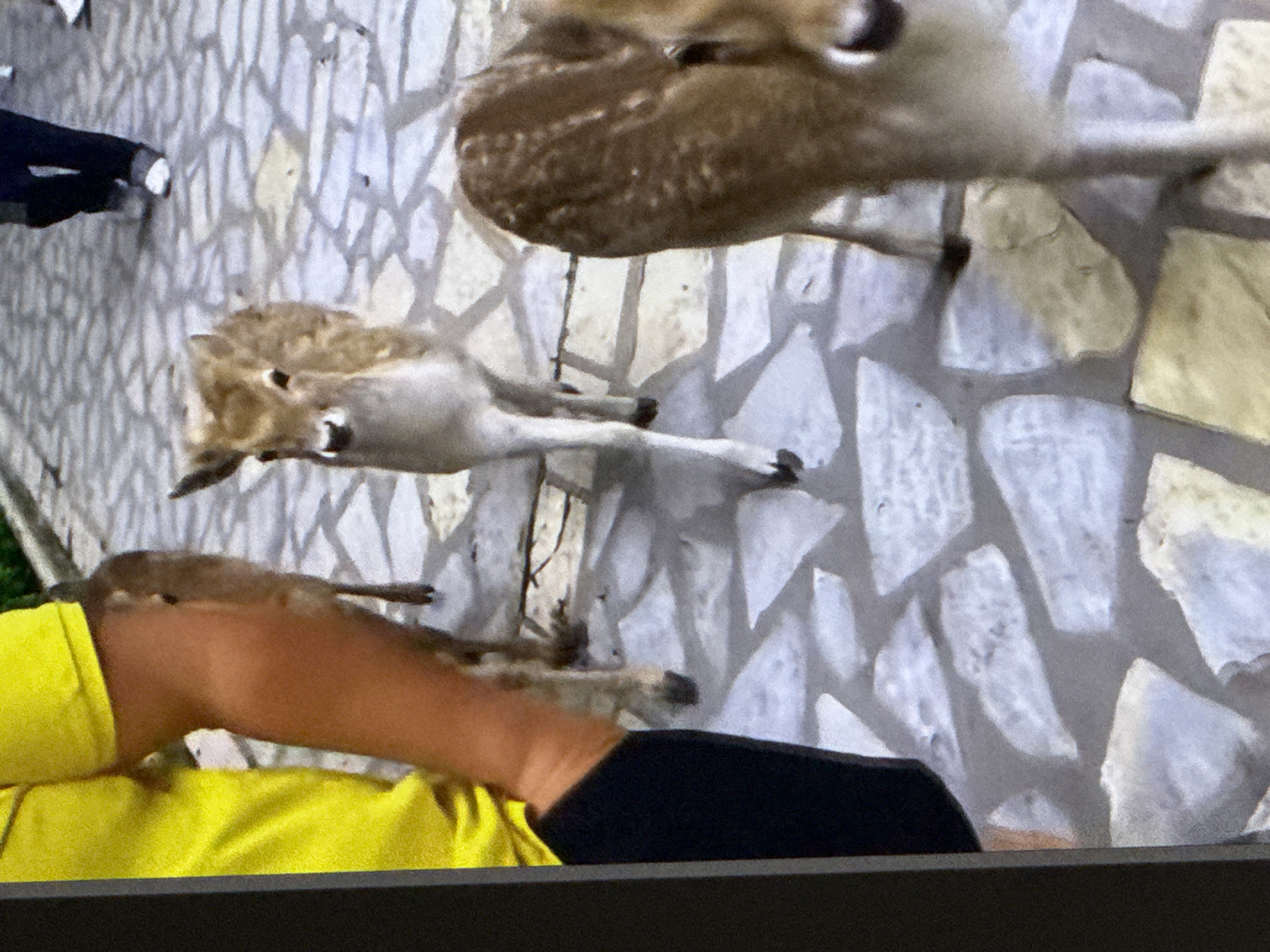 A person wearing a yellow shirt and black pants is standing to the left of the frame, with their arm extended towards the center. In the center and right of the frame, three deer are visible on a paved walkway with irregularly shaped stones. One deer, in the foreground on the right, has its back to the camera and is looking to the left. A second deer, in the middle, is facing the camera and appears to be walking towards the viewer. A third deer, in the background on the left, is partially obscured by the person. The environment appears to be an outdoor space, possibly a park or zoo, with vegetation visible in the upper left corner. The overall lighting suggests it is daytime.