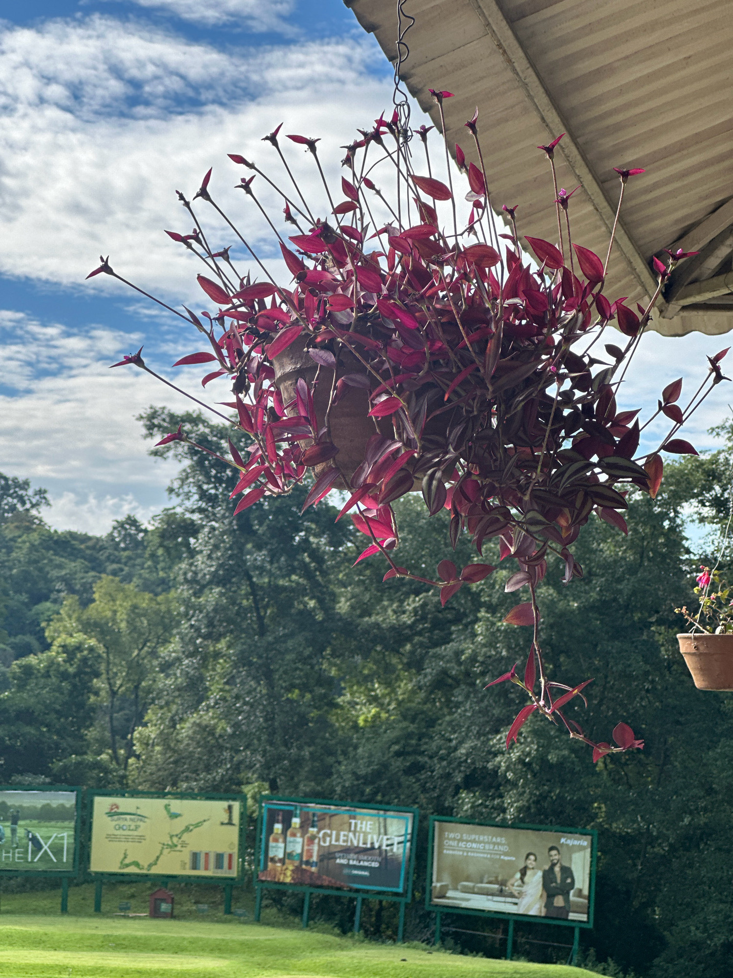 In Kageshwori Manohara, Nepal, the scene is outdoors, likely a golf course given the signage. In the foreground, a hanging basket overflows with a vibrant purple-red trailing plant, its delicate stems reaching towards a bright blue sky dotted with white clouds. The plant's leaves are elongated and pointed, with some featuring a striped pattern. Above the plant, a pale, textured roof or overhang is visible, supported by a visible wire.
In the middle ground, a series of billboards are erected on green poles. The leftmost billboard is mostly obscured but appears to have text and an image with figures. The second billboard features a map-like graphic with golf-related symbols and the text "GOLF 1". The third billboard displays an advertisement for "THE GLENLIVET" with images of whisky bottles. A fourth billboard on the right shows a couple posing in a room, with the text "TWO SUPERSTARS. ONE ICONIC BRAND." and the "Kajaria" logo.
The background is dominated by lush green trees, forming a dense forest that recedes into the distance. The overall impression is one of a sunny day in a natural setting, with man-made elements like the billboards and hanging plant adding points of interest.