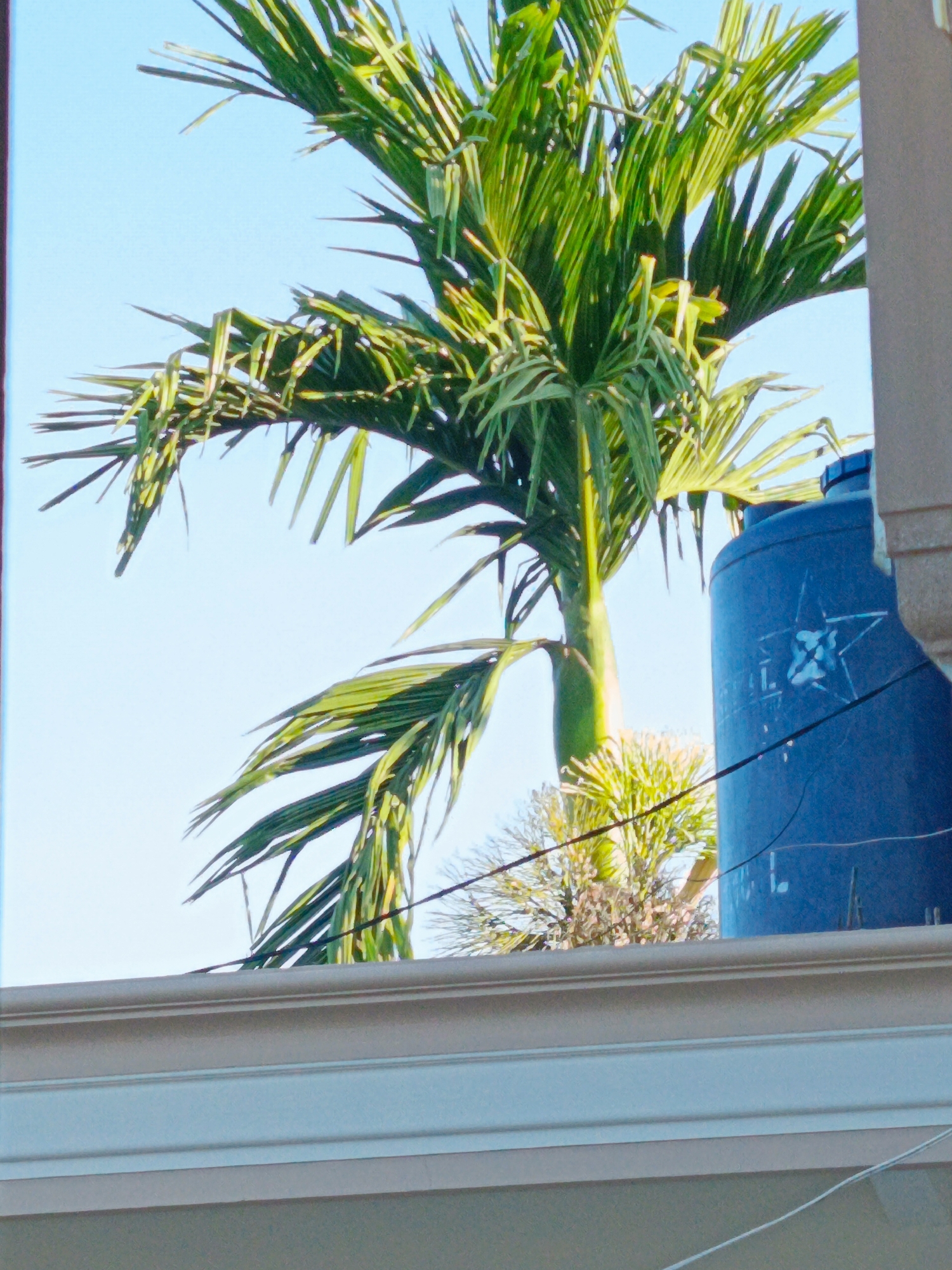 A palm tree with vibrant green fronds is silhouetted against a clear blue sky. To the right of the palm tree is a large, dark blue water tank with a white star-like symbol on its side. The scene appears to be viewed from below and through a framing element, possibly a window or doorway, with a beige and white decorative molding in the foreground. This image likely depicts an outdoor setting in Kuta, Indonesia, a popular tourist destination known for its beaches and tropical vegetation.