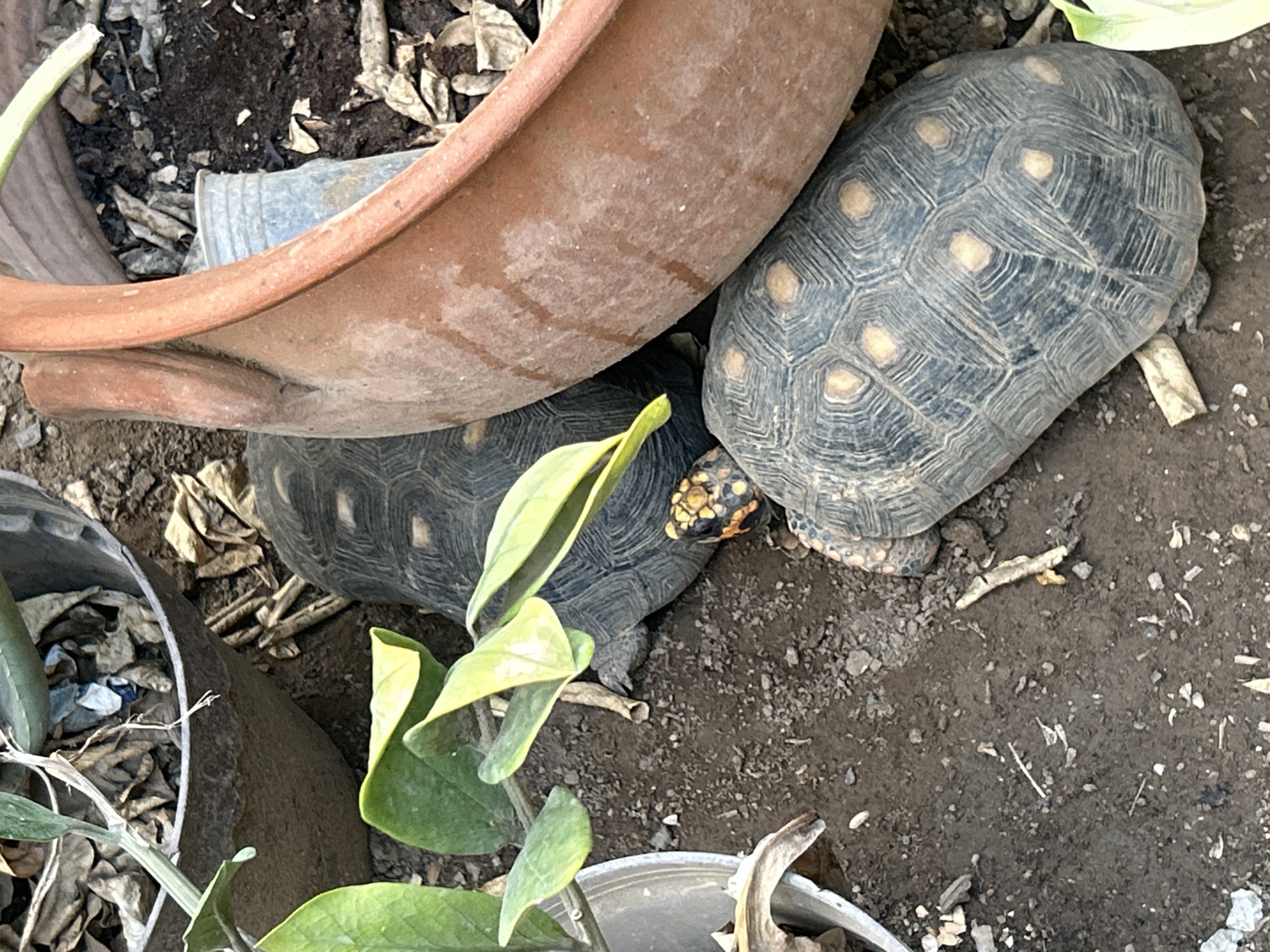 In Juan Griego, Venezuela, a top-down view reveals two red-footed tortoises partially obscured by large terra cotta and gray planters. The tortoises' carapaces display intricate patterns of dark gray and lighter, yellow-orange markings. One tortoise is positioned in the foreground, its shell dominant in the lower right, while the other is situated behind and to the left, with its head and neck visible. The ground is composed of dark soil, scattered with dry leaves, small stones, and twigs. Green plant leaves are also present, originating from within the planters. The scene is outdoors, likely in a garden or enclosure, given the presence of planters and natural ground cover.