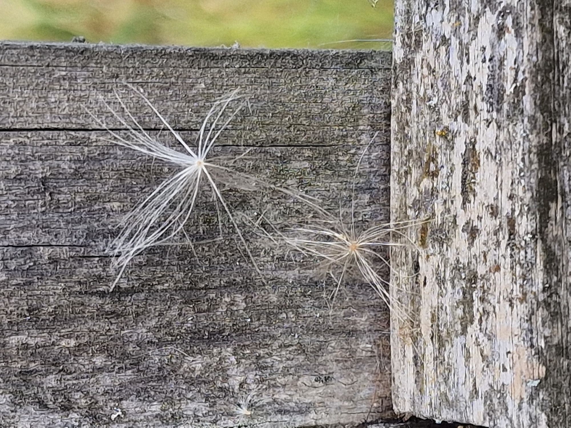 The image shows a close-up of a weathered wooden fence post with two thistle-like seed heads attached. The fence post is made of rough, grey wood with visible grain and texture. One seed head is larger and positioned higher on the post, while a smaller one is situated below it. The background is blurred and consists of green foliage, suggesting an outdoor setting. The overall impression is one of a natural, slightly unkempt scene, possibly in a garden or rural area. The image does not provide any information about the location in Canterbury, United Kingdom, or the presence of any people or specific actions.