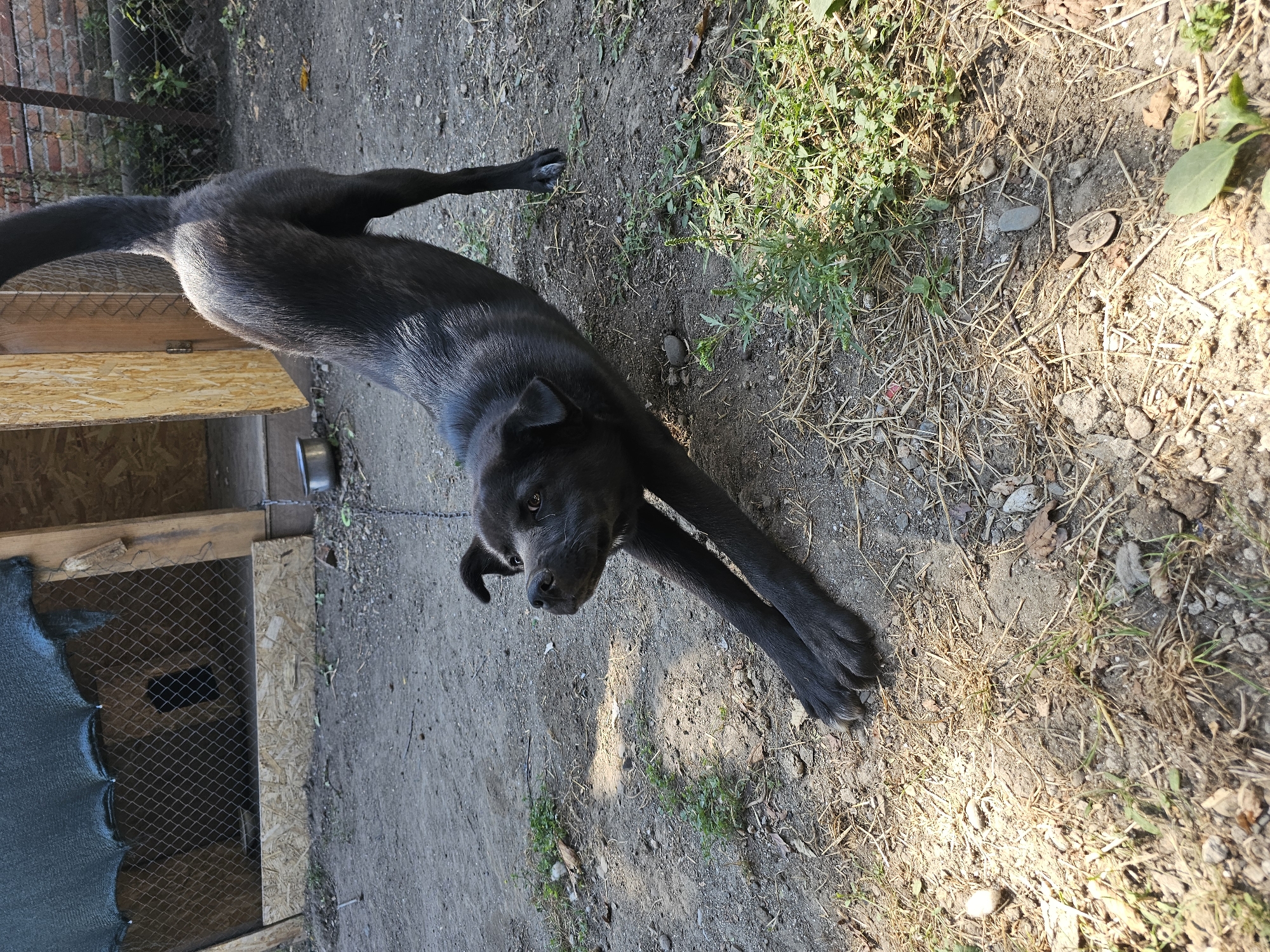A black dog is stretching outdoors in what appears to be a yard. The dog is in the foreground, with its front legs extended and its hindquarters raised. The dog is facing towards the left side of the image, with its head turned upwards and its mouth slightly open. The dog's fur is sleek and shiny, and its tail is held high.

In the background, there is a wooden doghouse with a mesh front. The doghouse is partially covered by a green mesh tarp. The ground is covered in dirt and gravel, with some dry grass and leaves scattered around. The environment appears to be a rural or semi-rural setting. There are no people visible in the image. The lighting suggests it is daytime.