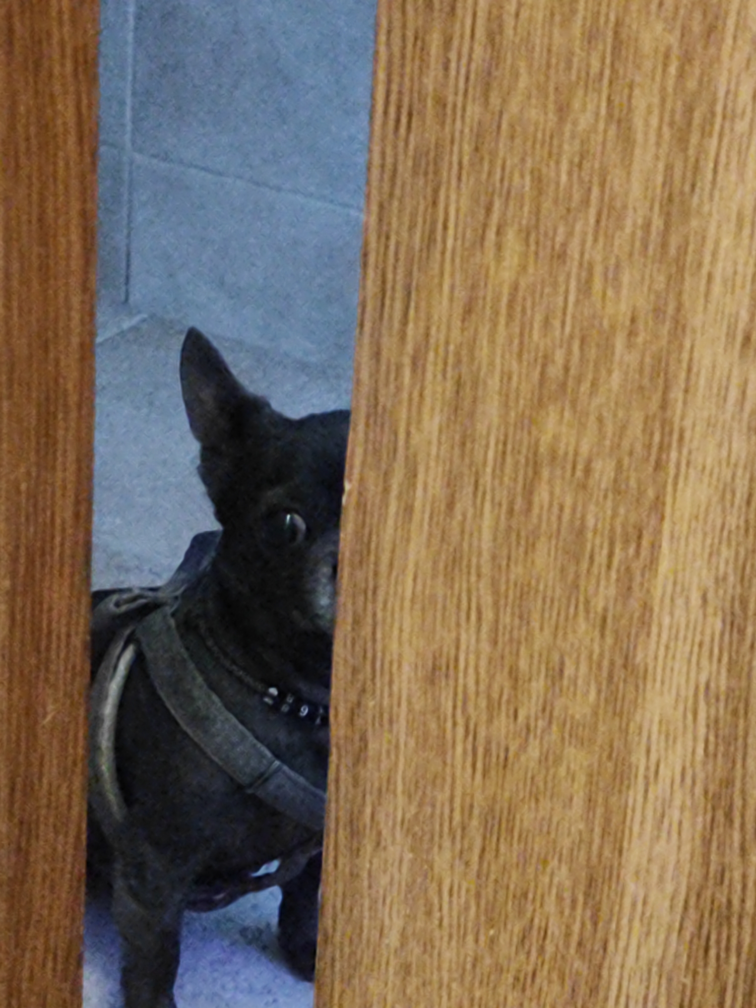 This media file shows a small black dog, likely a chihuahua mix, peeking from behind a wooden doorframe. The dog is wearing a dark harness with straps across its chest and back. A collar with decorative beads or charms is also visible around its neck, with some displaying numbers or symbols. The dog's ears are pointed and alert, and its dark eyes are looking towards the camera, conveying a sense of curiosity or caution.
The background appears to be an indoor setting with tiled walls, possibly a hallway or entryway. The lighting suggests it could be daytime, though no direct sunlight is visible. The overall scene is somewhat dimly lit, with the foreground dominated by the textured wood of the door. The composition creates a feeling of a peek-a-boo moment, as if the dog is playfully or cautiously observing someone.
No specific event or activity is clearly depicted, other than the dog's presence and gaze. The location context of Almaty, Kazakhstan, does not provide any immediately obvious visual cues within the image itself. There is no discernible weather information. Some small, indistinct numbers are visible on the dog's collar, but they are too blurry to be read definitively. The emotion conveyed by the dog is primarily one of watchful curiosity.