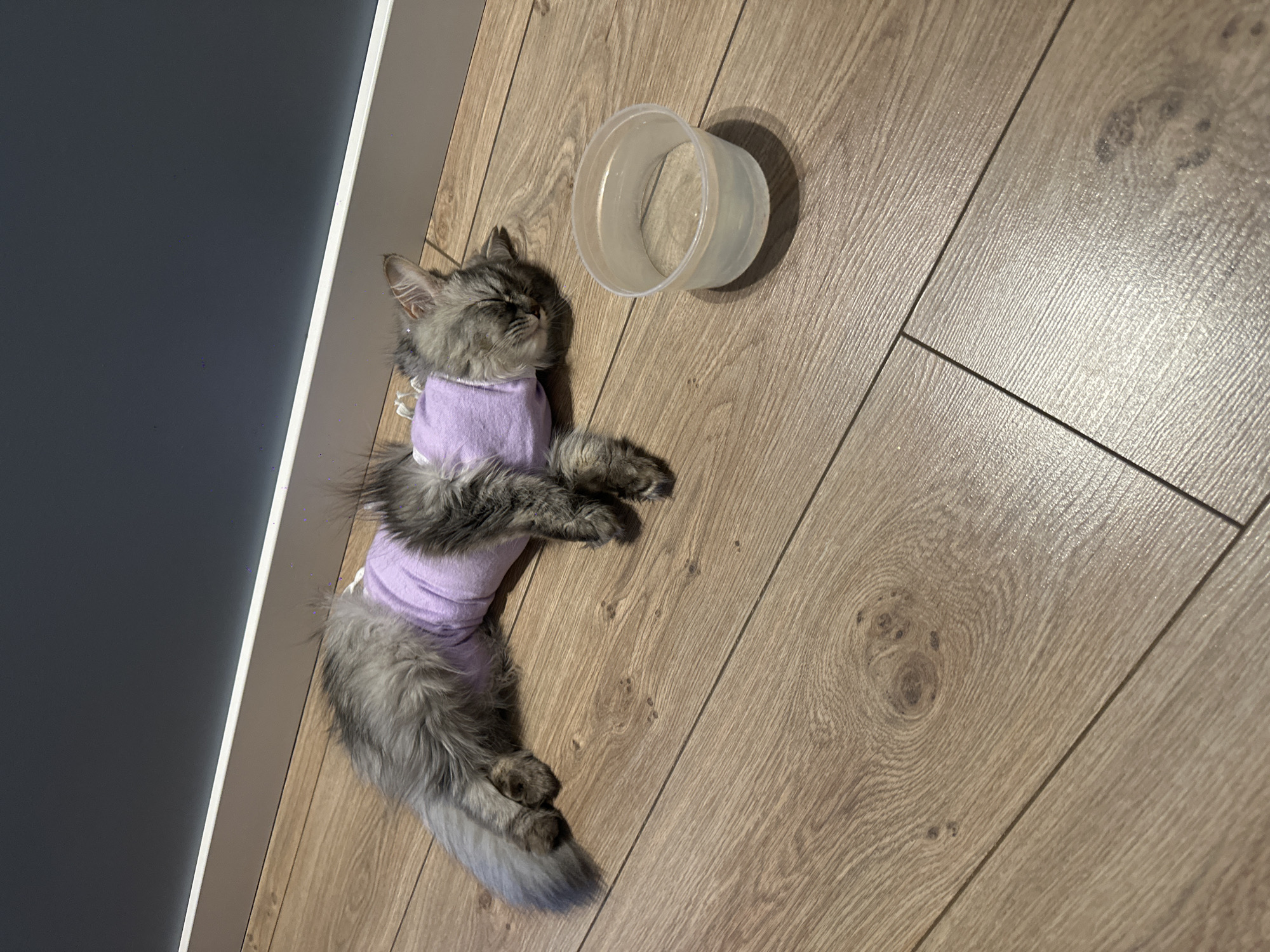 A gray, long-haired cat wearing a lavender surgical suit lies asleep on a light-colored wooden floor next to a clear plastic cup. The scene is located in Chaikovsky, Russia.