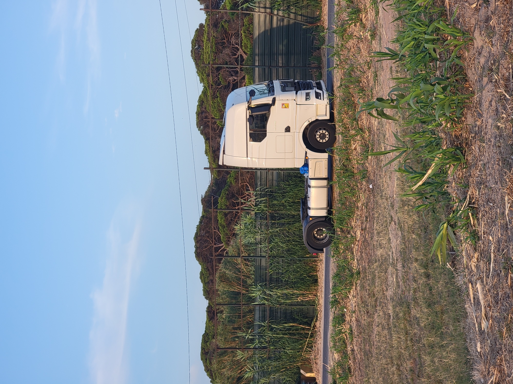 An image shows a white semi-truck parked on the side of a road. The truck is facing to the right. Behind the truck is a fence made of metal posts and green netting, with tall reeds growing in front of it. Behind the reeds and fence is a dense forest of pine trees. The sky above is a clear blue with a few wispy clouds. The foreground shows dry grass and some green plants. The image appears to have been taken in Quarteira, Portugal.