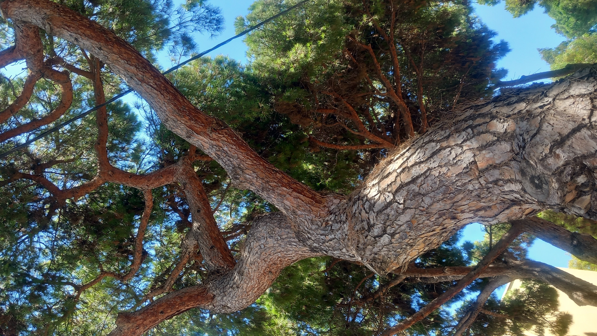 The image shows a close-up, upward-looking view of the trunk and branches of a mature pine tree. The bark is rough and textured, with shades of grey and brown. The branches are spread out, with green pine needles forming a canopy against a clear blue sky. The scene is likely located outdoors, in a natural or park-like setting. There are no people or animals visible in the image. There is also a dark cable visible against the sky, possibly a power line or part of a structure. The location is specified as the city of Kos, Greece.