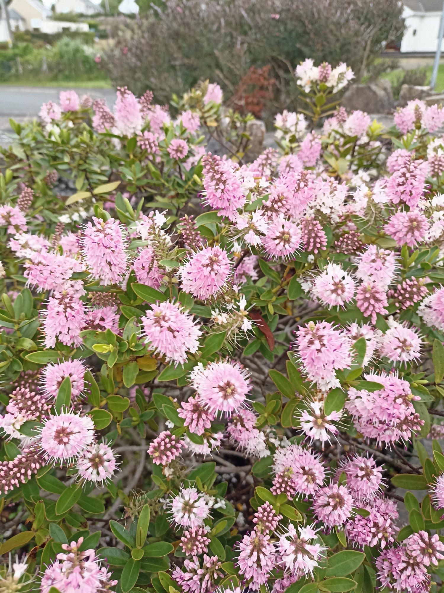 A medium shot captures a dense cluster of bright pink hebe flowers, also known as Veronica, with their characteristic spiky petals and green leaves. The flowers are predominantly in bloom, with some buds still closed. In the background, out of focus, a paved road can be seen, bordered by a low wall and some dry shrubbery. Beyond that, houses with pale facades and grey roofs are visible, suggesting a suburban or residential setting. The overall lighting indicates an overcast day, with soft, diffused light. The scene appears to be located in a garden or along a street in an unknown area of Ireland.