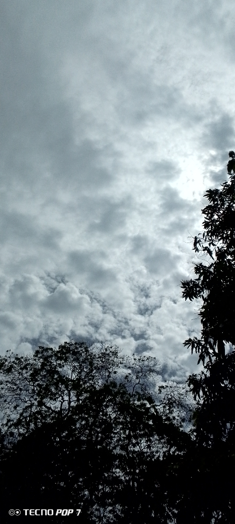 The image is an outdoor, low-angle, vertical shot of a cloudy sky with silhouetted trees in the foreground. The sky is filled with a mix of light and dark grey clouds, creating a dramatic and overcast atmosphere. The sun is partially visible through a break in the clouds on the right side of the frame, casting a bright glow.
Two distinct trees are silhouetted against the sky. The tree on the left is bare with intricate branching patterns, suggesting it might be a deciduous tree in its dormant season. The tree on the right has denser foliage, with large, dark leaves obscuring much of its structure. A thin branch extends from the right tree into the sky.
At the bottom left corner of the image, a watermark displays a stylized logo followed by "TECNO POP 7". The scene appears to be a natural landscape with no visible people or man-made structures other than the watermark. Given the prompt's instruction regarding location, this scene was captured in Altagracia, Venezuela.