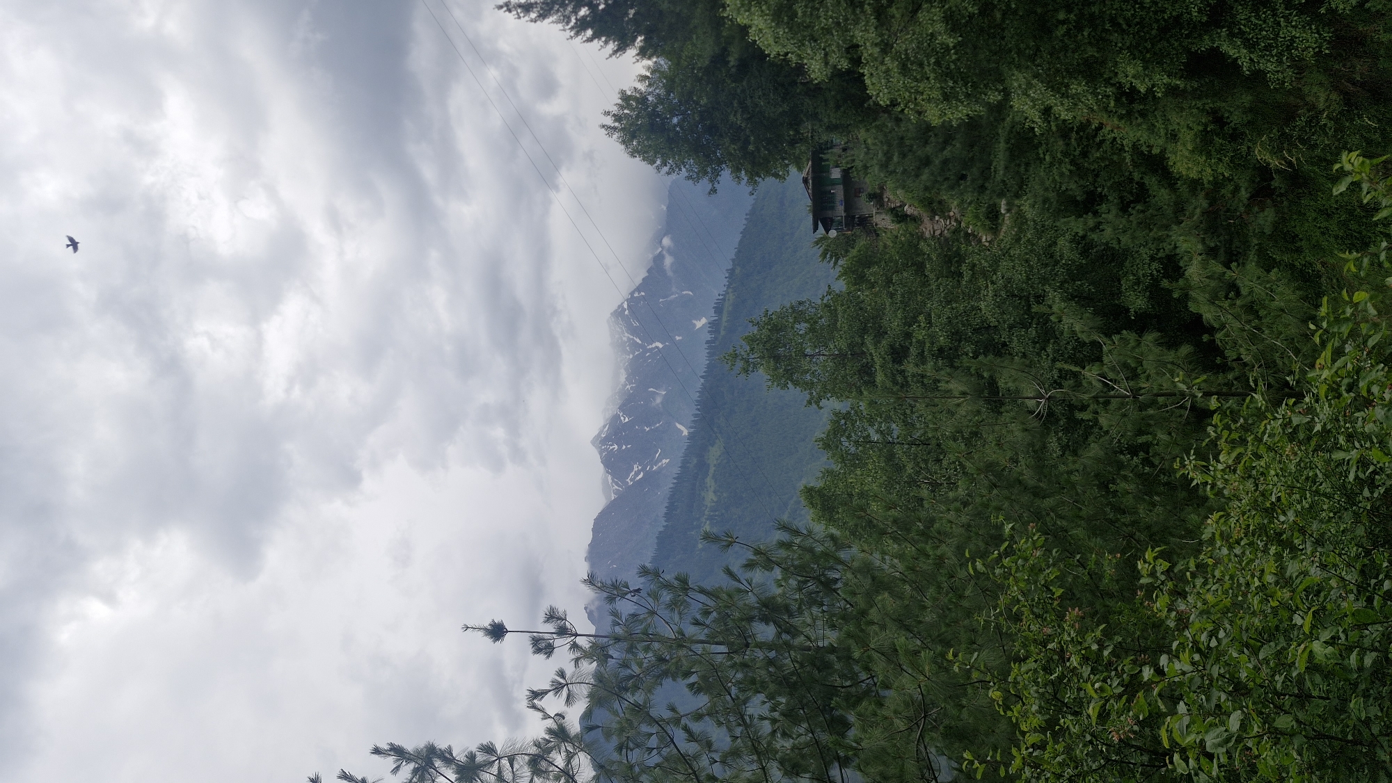 This image depicts a mountainous landscape in Vashisht, India, likely during the daytime under overcast skies. The foreground is dominated by lush green foliage, including pine trees with distinct needles and other leafy branches. In the mid-ground, the slopes of a mountain are visible, covered in dense forests that transition to rocky terrain higher up. The mountain peaks are partially obscured by clouds, with patches of snow visible on the upper reaches, suggesting a high altitude or a cool climate.
A small, rustic building, possibly a house or a guesthouse, is perched on a ridge amidst the trees, offering a glimpse of human habitation in this natural setting. Power lines are also visible stretching across the sky, indicating some level of infrastructure. In the far left of the sky, a solitary bird is captured in flight, adding a dynamic element to the otherwise serene scene.
The overall mood is tranquil and somewhat dramatic, with the looming mountains and moody sky creating a sense of awe. The weather appears to be cloudy, possibly hinting at approaching rain or a generally cool and misty atmosphere. No visible text is present in the image. The composition, with the greenery framing the majestic mountains, emphasizes the grandeur of nature.