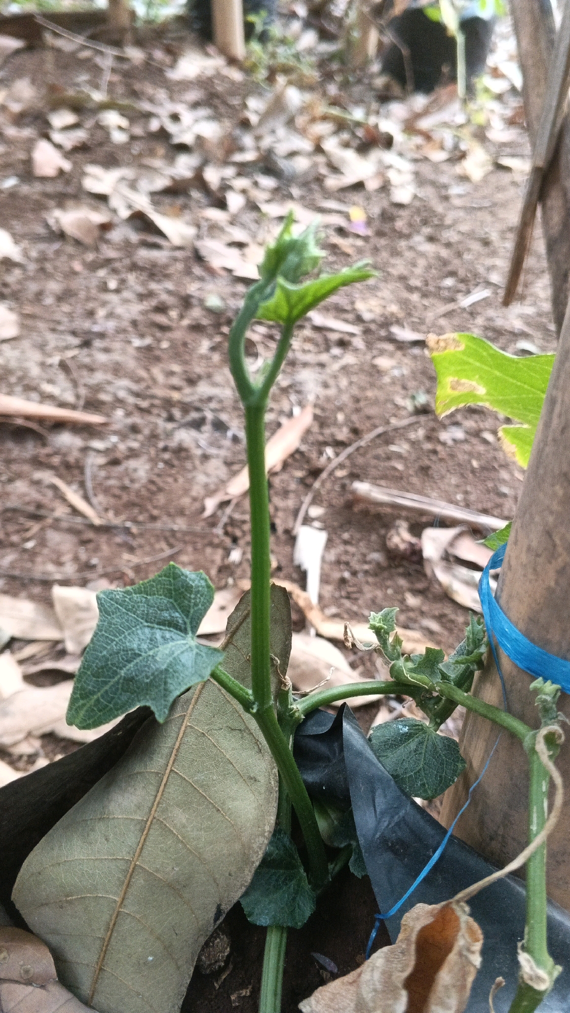 A close-up shot focuses on a young plant with green leaves and a curled stem reaching upwards. The plant is rooted in dark soil, surrounded by dry leaves and some black plastic material. A bamboo stake is visible on the right, tied with a blue string. The background is blurred, showing more dry leaves and dirt, consistent with an outdoor environment in a city like Karangjati, Indonesia. The lighting suggests it is daytime.
