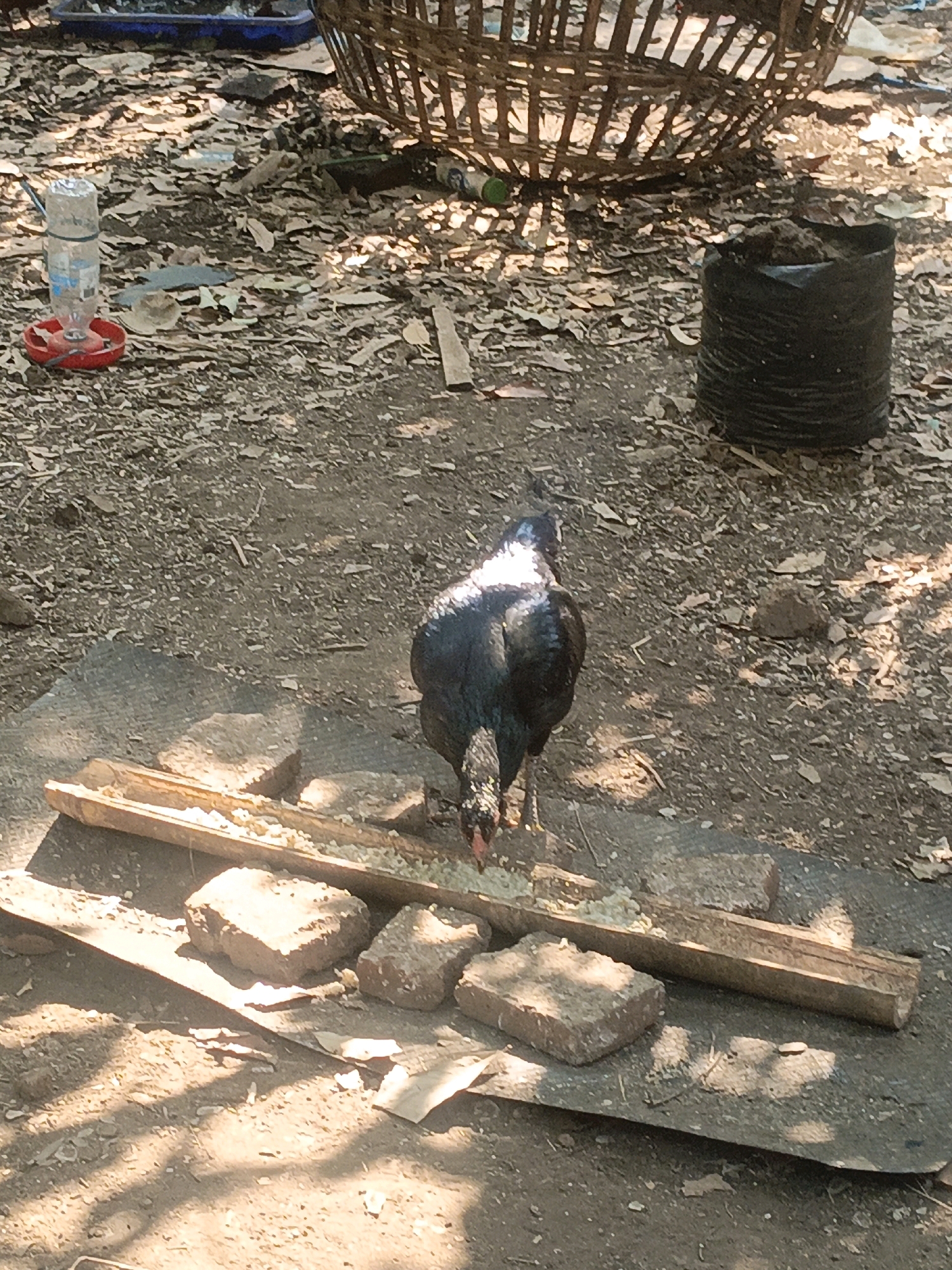 A black chicken with iridescent plumage is eating from a narrow, wooden trough filled with feed. The trough is positioned on a dark, flat surface, possibly a piece of tarp or rubber matting, which is itself resting on the dry, dusty ground of a rural outdoor area. Several large, reddish-brown bricks are scattered around the trough. In the background, there is a woven basket, a black plastic bag filled with soil, and a water dispenser with a red base and a clear plastic bottle. The ground is covered in dry leaves, dirt, and small debris. Sunlight creates dappled patterns of light and shadow across the scene. The location is identified as Condong, Indonesia.