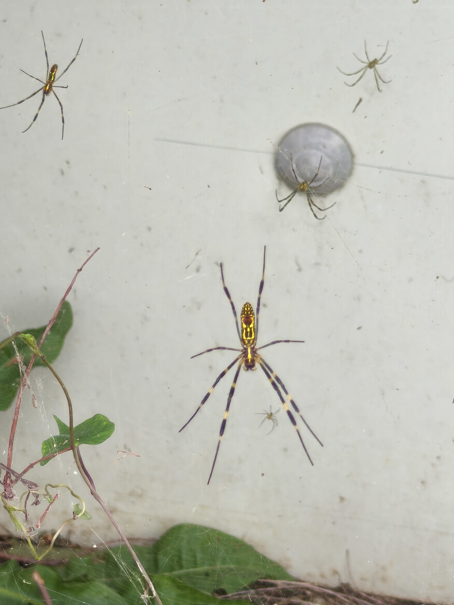 This is a close-up, eye-level shot of several Golden Silk Orb-weaver spiders on a white, textured surface, possibly a wall or screen, with some green foliage in the lower left and lower right. In the center of the image is a large spider with yellow markings on its abdomen and dark banding on its legs. To the upper right of this spider is a white, egg sac, and two smaller spiders are near it. Another spider is visible in the upper left, and a very small spider is in the lower center, just above the foliage. The spiders are all in various resting positions, with their legs extended. The lighting is somewhat diffuse, creating a soft overall appearance. The image is sharp and well-focused on the subjects. The scene appears to be outdoors, given the presence of vegetation, and could be located in Asan-si, South Korea, where this species of spider is found.