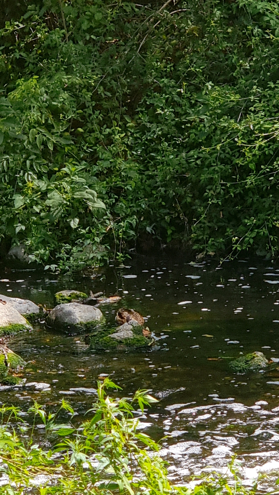 A vertical, eye-level, medium shot captures a serene natural scene with a focus on a shallow, dark-water creek. Lush green foliage, dense and varied, forms a backdrop along the upper portion of the image. The creek itself is dotted with small, white bubbles on its surface, indicating gentle movement or aeration. Several large, moss-covered rocks are partially submerged or line the edges of the creek. In the mid-ground, a duck with brown and white plumage is visible, resting on or near a mossy rock. To the left and right, other rocks are also present in the water. The foreground features vibrant green leafy plants growing from the water's edge, their leaves reaching upwards. The overall impression is one of a tranquil, verdant natural environment. The provided context indicates this scene is located in La Vall de Bianya, Spain.