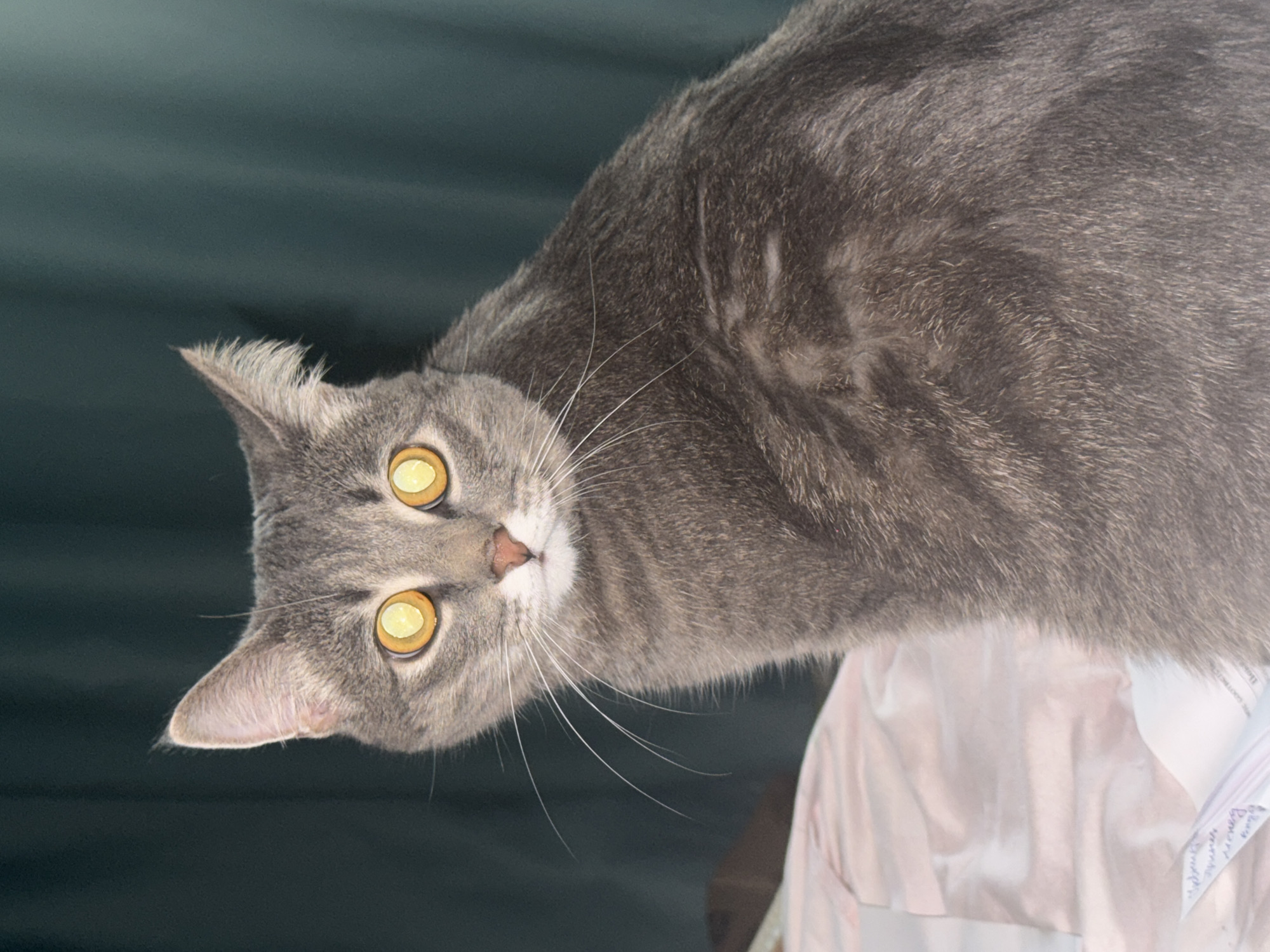 A grey tabby cat with bright yellow eyes sits on a pink and white patterned surface, possibly a bed, with its body angled to the right. The cat is looking directly at the camera, and its whiskers are long and white. Behind the cat, a dark teal curtain is visible. The image is a close-up shot, with the cat's face and upper body filling most of the frame. There is no information in the image to determine the location in the city of Chaikovsky, Russia.