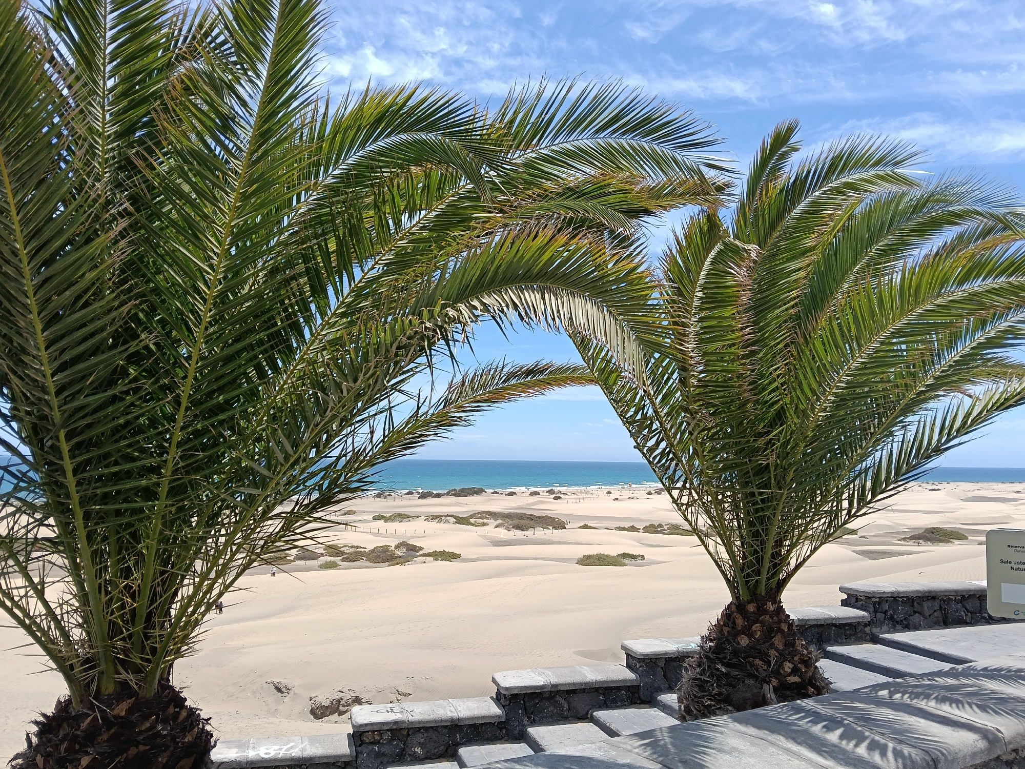 The image showcases a coastal scene in San Bartolomé de Tirajana, Spain, framed by two Phoenix canariensis palm trees in the foreground. These palms are positioned on a low stone and concrete wall.
Beyond the palms and wall lies a vast expanse of sand dunes, typical of the Maspalomas area. The sand is light in color and sculpted into gentle undulations. Sparse vegetation is scattered throughout the dunes. In the distance, the turquoise waters of the Atlantic Ocean meet the horizon under a partly cloudy, bright blue sky. A few people are seen in the distance on the beach.
A sign is partially visible in the lower right corner, indicating a nature reserve. The scene is well-lit with clear visibility. The composition emphasizes the contrast between the lush greenery of the palms and the arid landscape of the dunes.