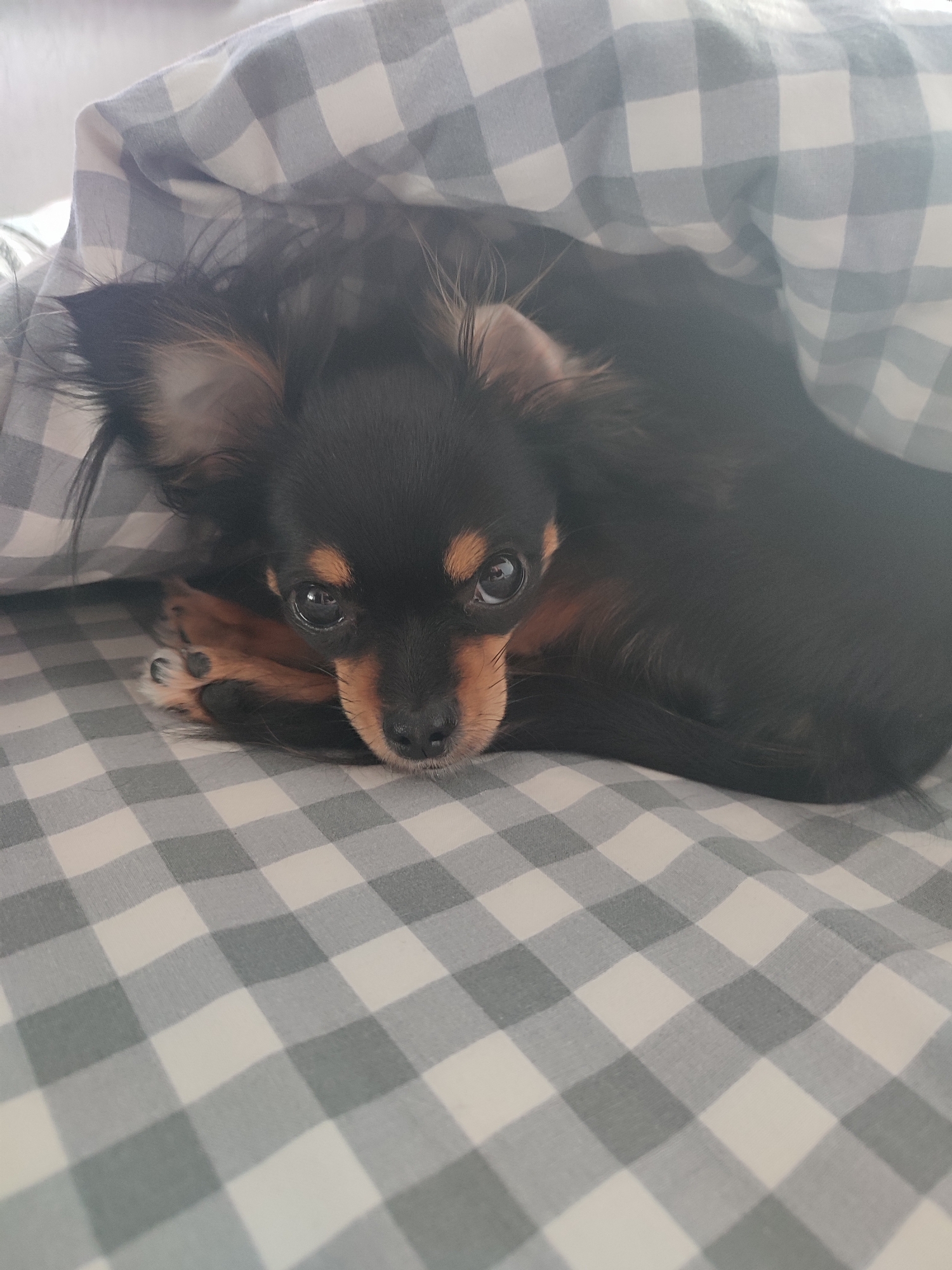 A small, black and tan dog is peeking out from under a patterned blanket. The dog, which appears to be a long-haired Chihuahua or Russian Toy Terrier, has dark fur on its body and head, with distinctive tan markings on its eyebrows, muzzle, chest, and paws. Its large, dark eyes are looking directly at the viewer, giving it a soft and curious expression. Its ears are prominent, with longer tan and black fur.
The dog is lying curled up, with its front paws tucked under its chin, on a bed or surface covered by a light-colored, checkered or gingham patterned blanket. The blanket features squares of light greyish-blue and white. Another part of the same patterned blanket is draped over the dog, creating a cozy and enclosed space. The overall setting suggests an indoor environment, likely a bedroom, emphasizing comfort and warmth. No specific activity is taking place beyond the dog resting and looking out. The lighting is soft, suggesting a relaxed time of day, possibly morning or evening. There is no visible text in the image.