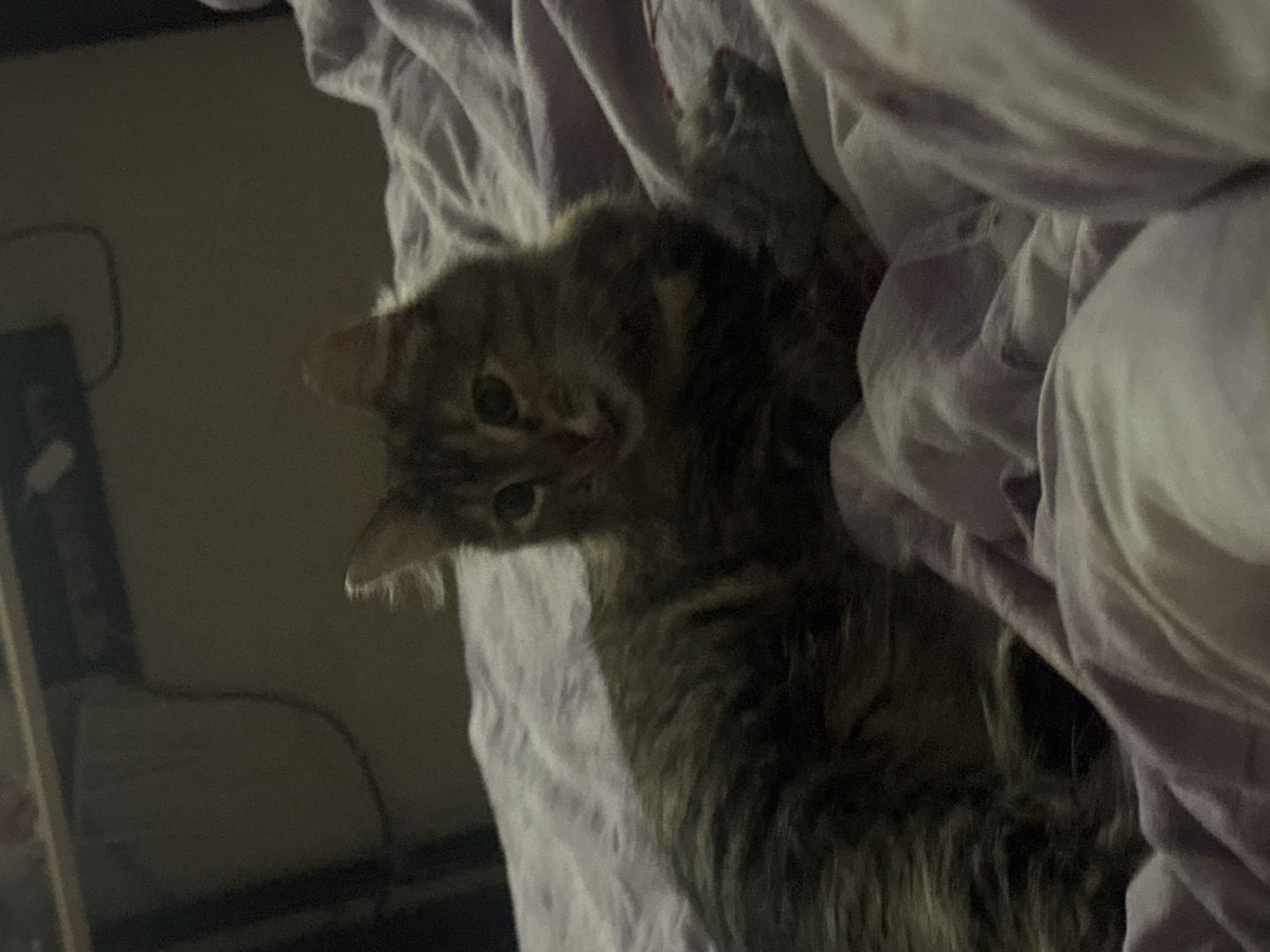 A fluffy tabby cat lies on a crumpled purple comforter. The cat is facing forward with its head slightly tilted. It has large, dark eyes and pointy ears. Its fur is a mixture of brown, black, and gray stripes. In front of the cat is a small, gray stuffed mouse toy. The background is dark and out of focus, suggesting it is indoors in a dimly lit room. There is no discernible information about the location in Saratov, Russia.