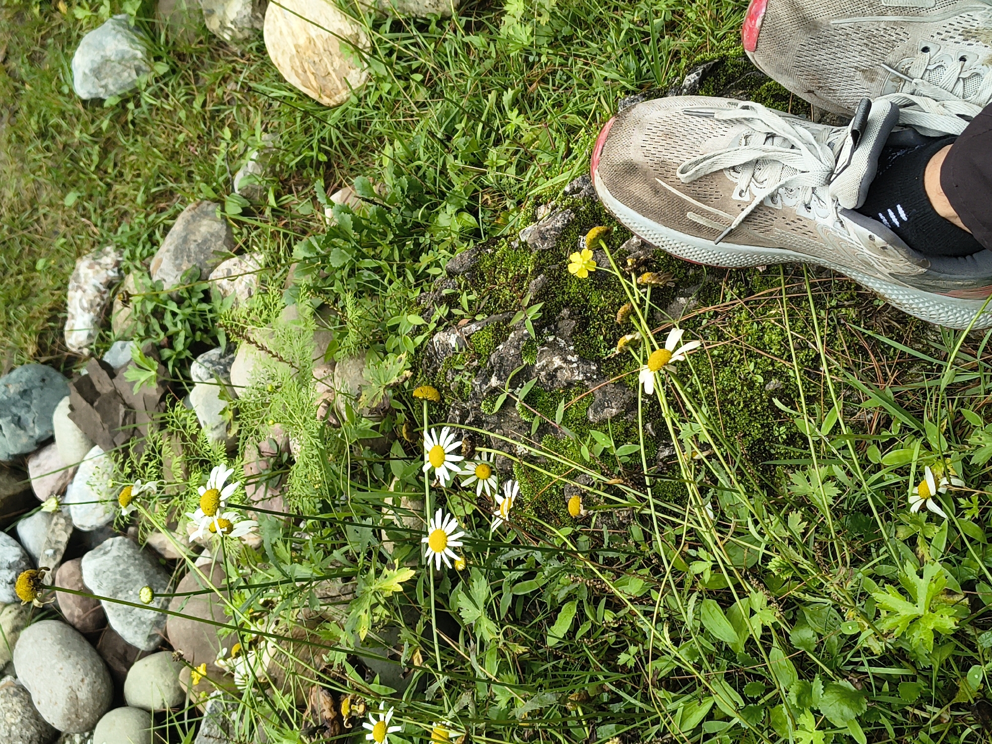 A pair of light gray athletic shoes with pink accents is in the foreground, with one shoe entering the frame from the bottom right. The shoes are laced and appear to be made of mesh material, with some dirt and grass stains. A black sock is visible inside the left shoe. The shoes are positioned on a patch of green grass with some rocks and moss. In the background, there are several daisies with white petals and yellow centers, some of which are in bloom and others appear wilted or damaged. The surroundings consist of various-sized rocks, green grass, and other vegetation. The scene suggests an outdoor, natural environment, possibly a trail or a park.