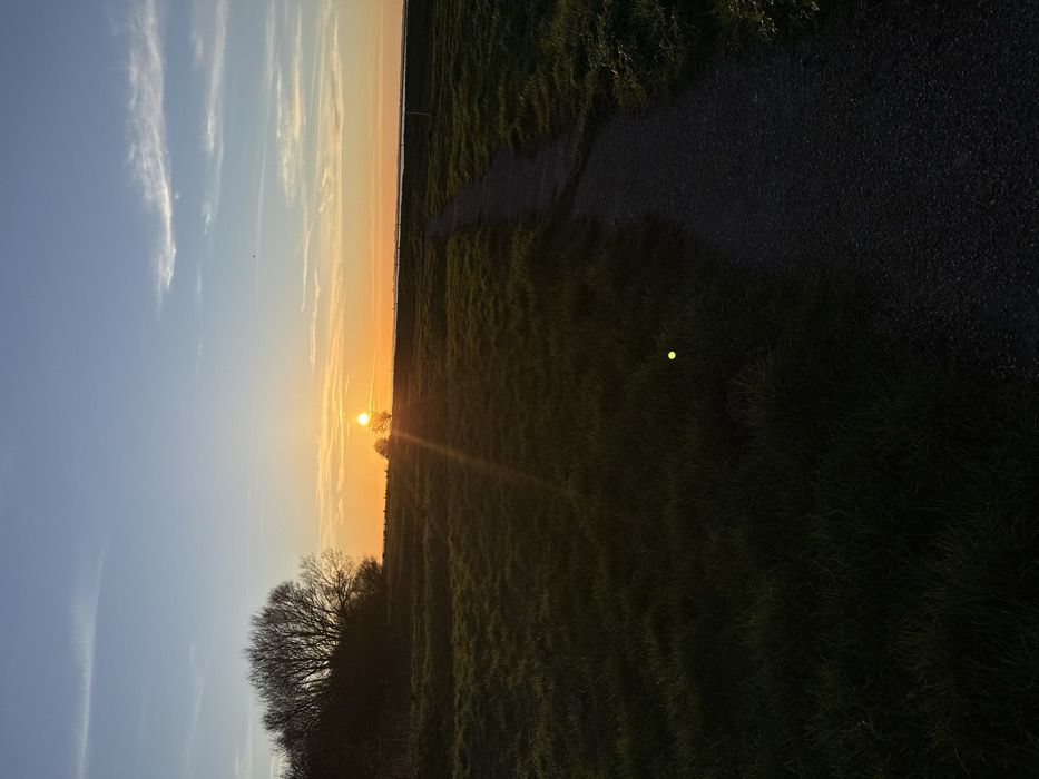 The scene depicts a sunset over a predominantly natural landscape in Great Yarmouth, United Kingdom. The sun, appearing as a bright orange-yellow disc, is situated low on the horizon, slightly left of the central axis, emitting prominent lens flare downwards and to the right. The sky transitions from light blue at the zenith to vibrant orange and yellow at the horizon, with several wispy cirrus clouds present. A small, dark, airborne speck is visible in the upper mid-sky. The foreground and midground consist of a large expanse of dark green grass, heavily shadowed by the low sun. A narrow, dark grey gravel pathway meanders from the bottom right corner towards the distant center-right. To the left, a dense cluster of deciduous trees, mostly bare of leaves, forms a dark silhouette against the brighter sky, situated on an elevated bank. A smaller, solitary tree is silhouetted directly in front of the setting sun. Beyond the grassy field and pathway, a body of water is visible in the distance, spanning across the right side of the frame, with a faint line of vertical structures, possibly posts or fences, along its edge. No human subjects or discernible actions are present. A circular, bright yellow-green anomaly is visible on the grass in the lower-left quadrant.
