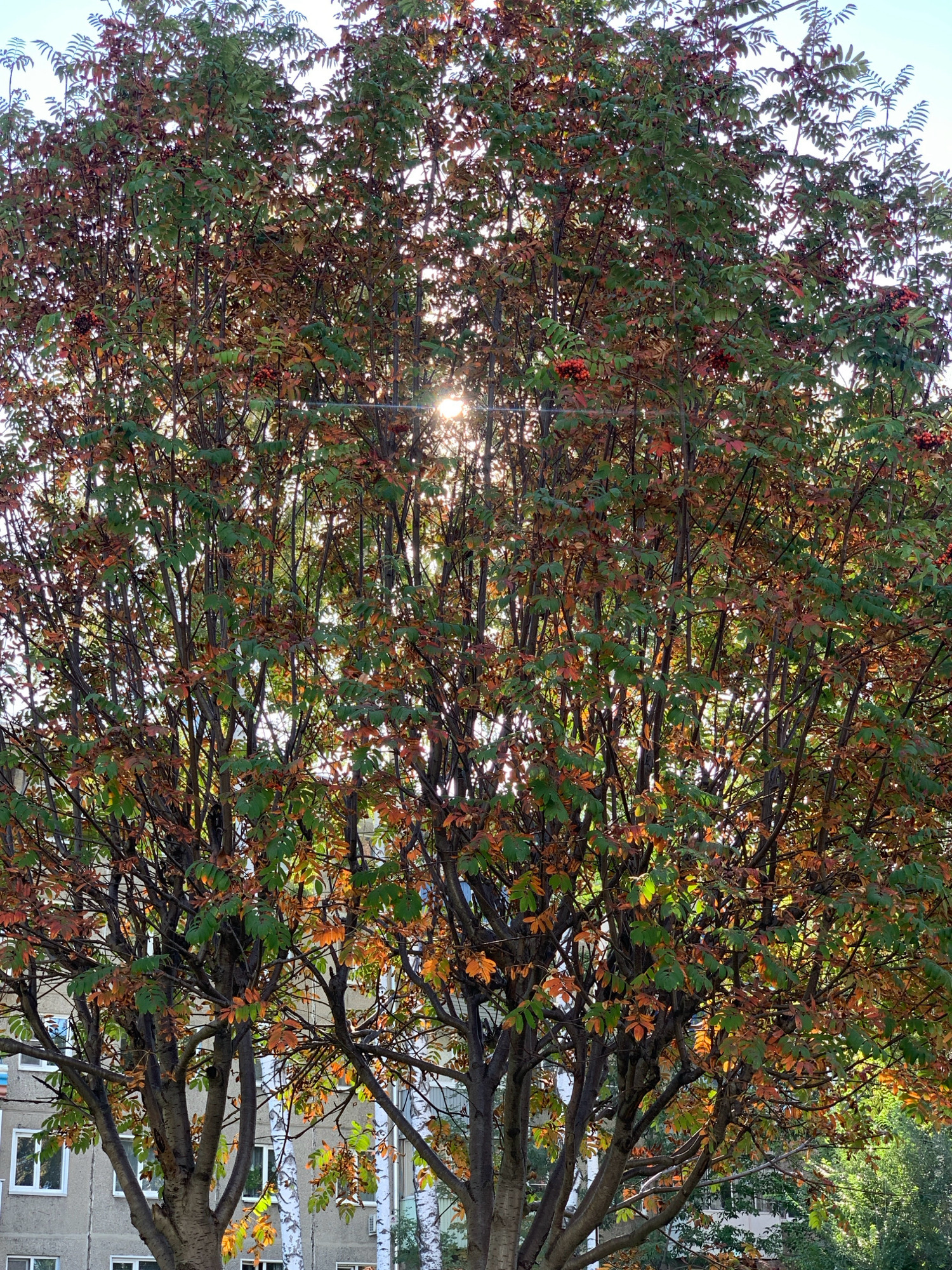 A medium-shot, eye-level, full-frame, vertical outdoor photograph captures a tree with autumnal foliage and bright red berries. Sunlight shines through the branches, creating a lens flare in the upper central portion of the image. The tree's leaves are a mix of green and autumnal reds and oranges. In the background, a low-rise apartment building with white-framed windows is visible. The scene is set in the city of Prokopyevsk, Russia.