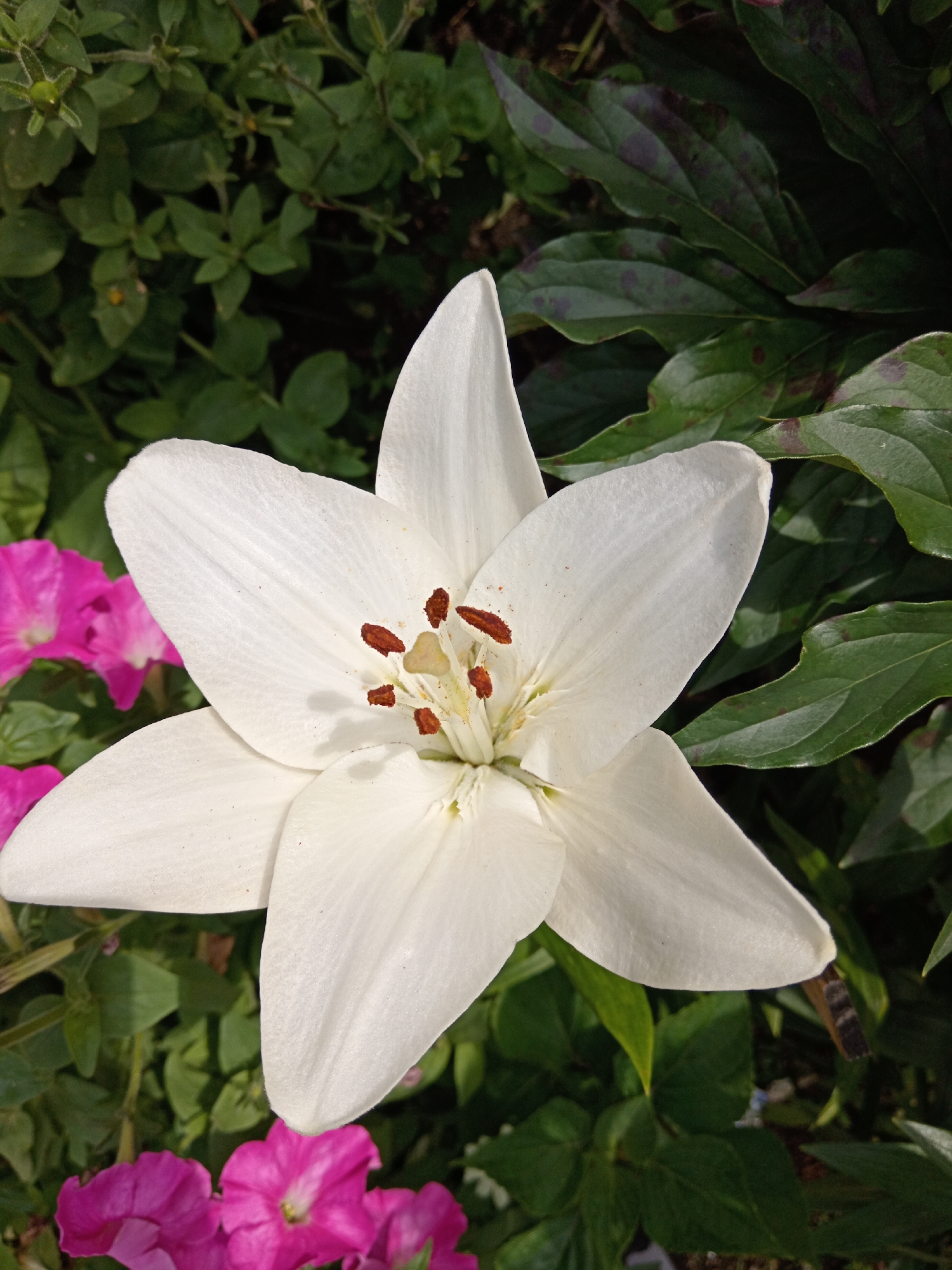 A close-up, overhead shot captures a pristine white lily in full bloom, its six petals elegantly unfurled. The center of the lily reveals delicate stamens tipped with brown anthers. Surrounding the lily, a cluster of vibrant pink petunias adds a splash of color, their trumpet-shaped blossoms partially visible. The background is filled with lush green foliage, including some leaves with a reddish-brown hue. The scene is set in a garden environment. While the image is beautiful, it does not contain any information that allows for its specific location within Belogorsk, Russia.